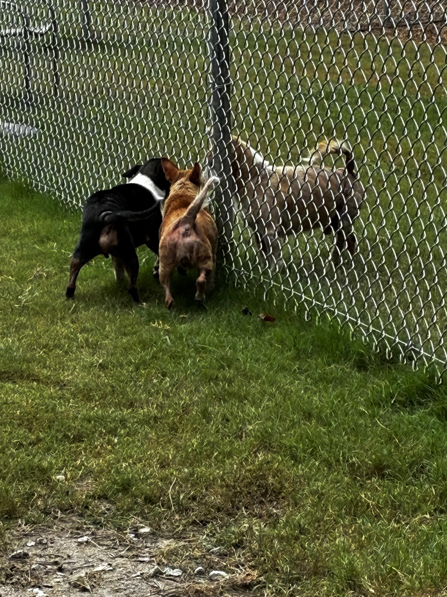 Enlarge Buddy & Sassy (Bonded Pair), a Adopted Mixed Breed in North Augusta, SC image 3/6