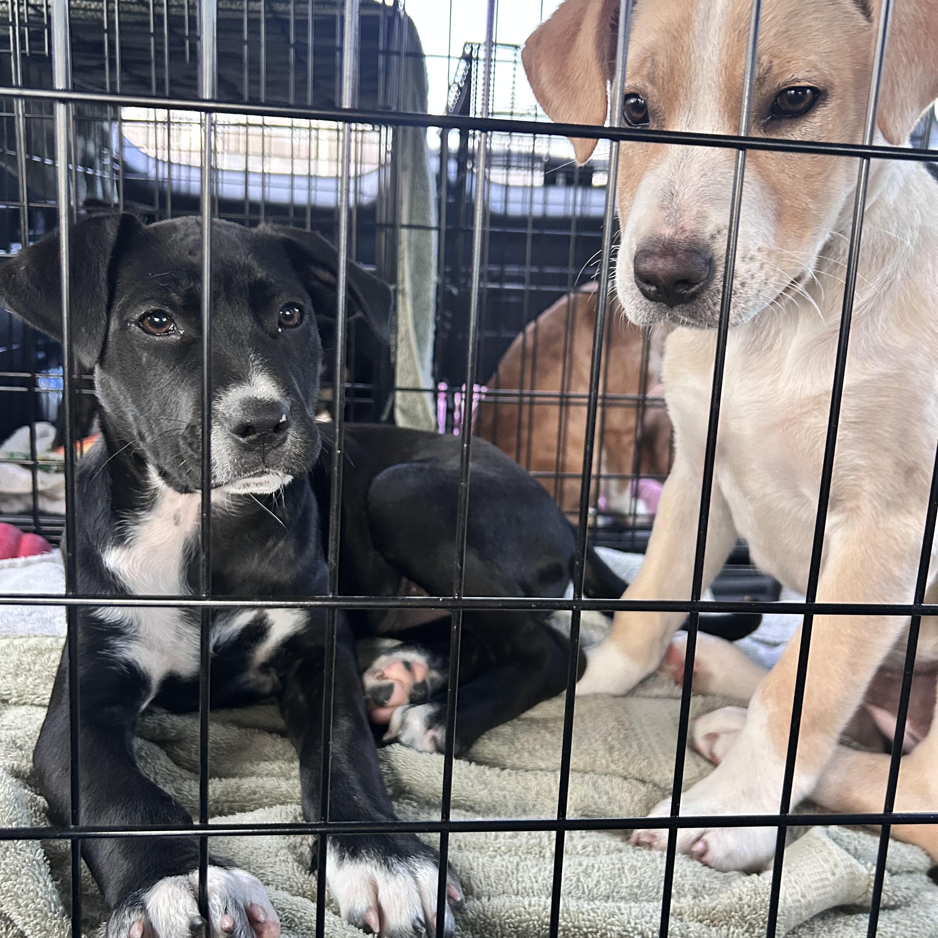 Enlarge Nova, a ADOPTABLE mixed breed in Billerica, MA image 3/5