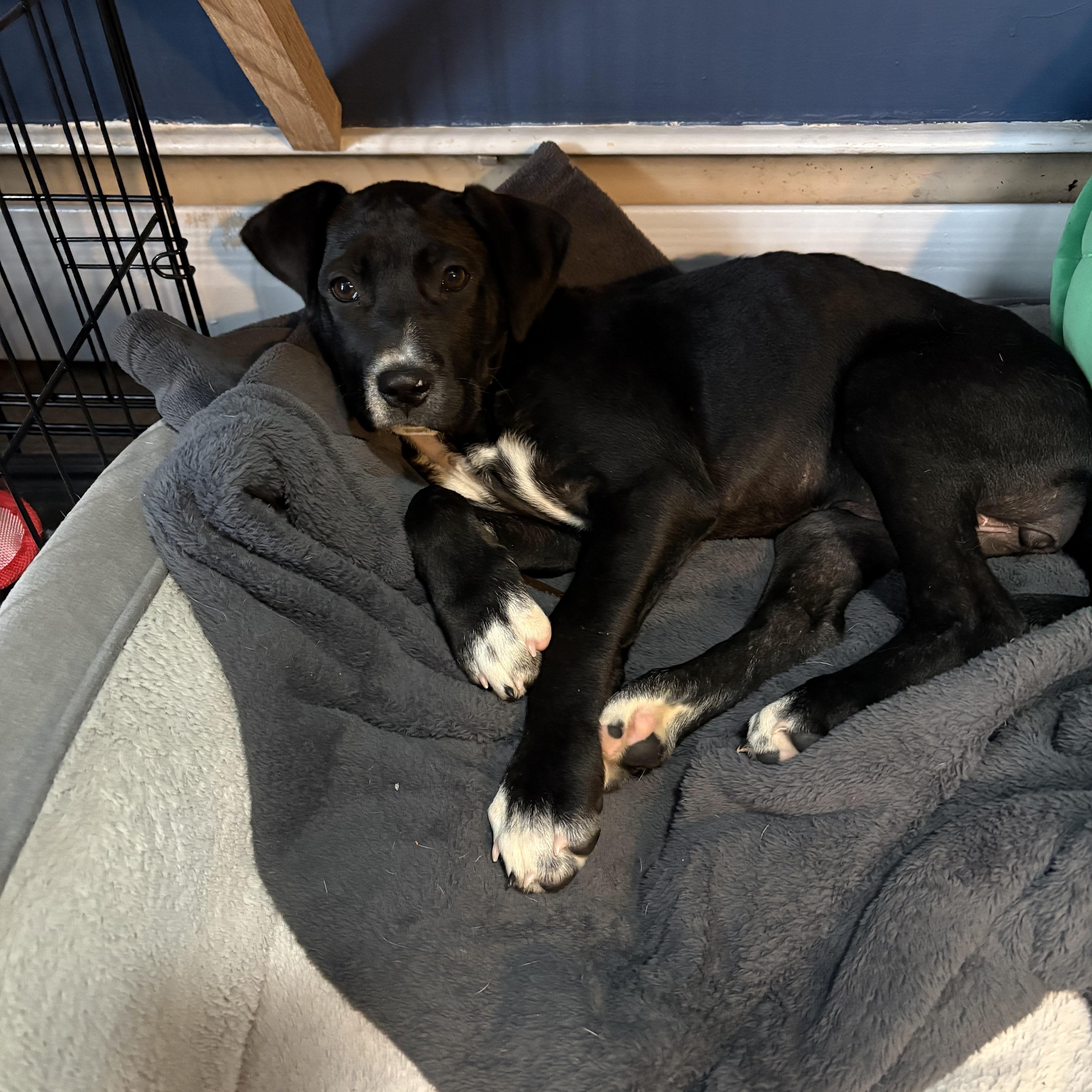 Enlarge Nova, a ADOPTABLE mixed breed in Billerica, MA image 2/5