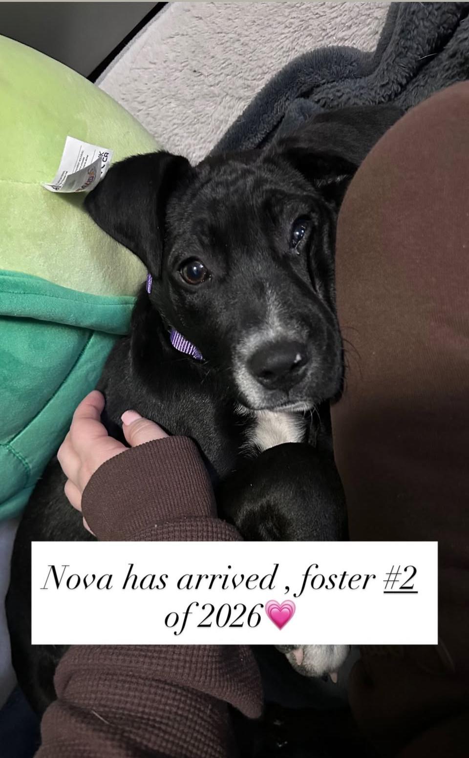 Enlarge Nova, a ADOPTABLE mixed breed in Billerica, MA image 4/5