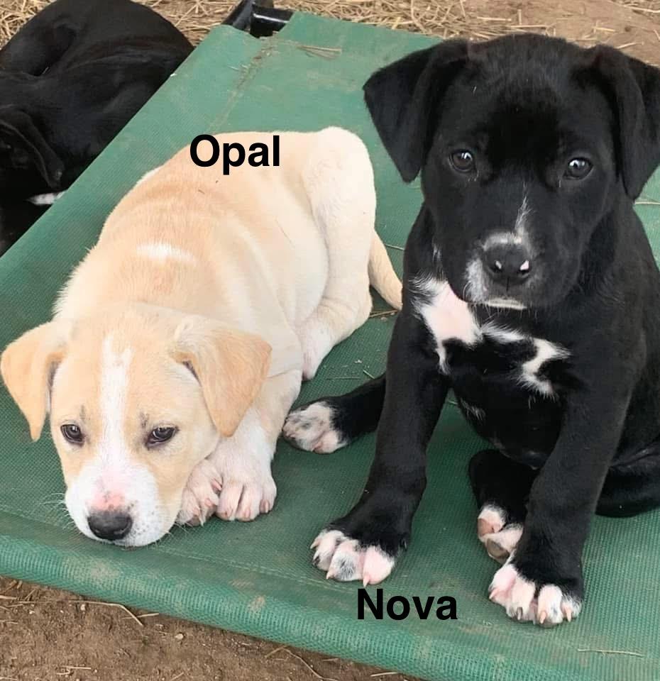 Enlarge Nova, a ADOPTABLE mixed breed in Billerica, MA image 5/5