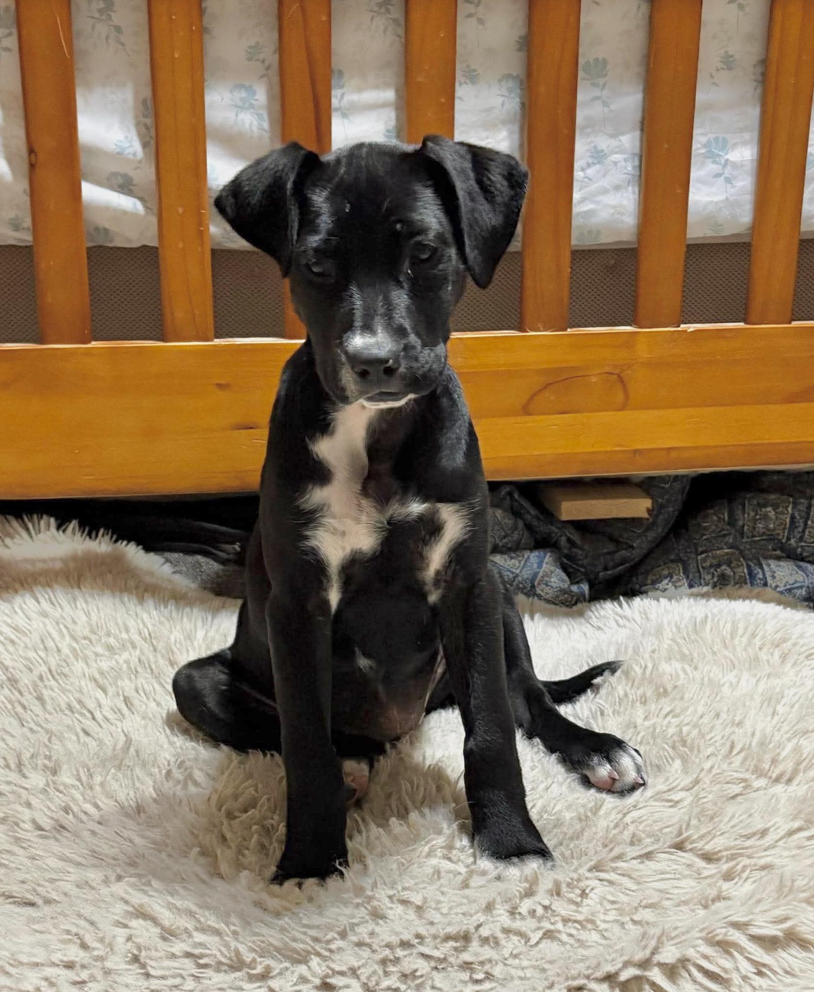 Enlarge Nova, a ADOPTABLE mixed breed in Billerica, MA image 1/5