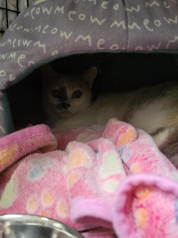 Enlarge Francesca Snow, a Adoptable Domestic Short Hair in Diamond Springs, CA image 1/1