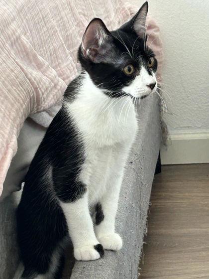 Dew Drop (must be adopted with Puddles), Adoptable, Kitten Male Domestic Short Hair & Domestic Short Hair.