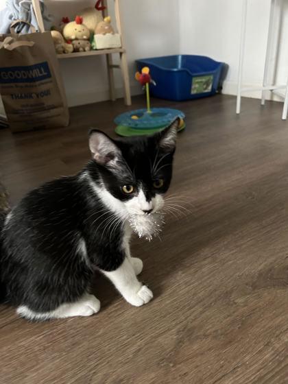 Enlarge Dew Drop (must be adopted with Puddles), a Adoptable mixed breed in Hillsboro, OR image 3/3