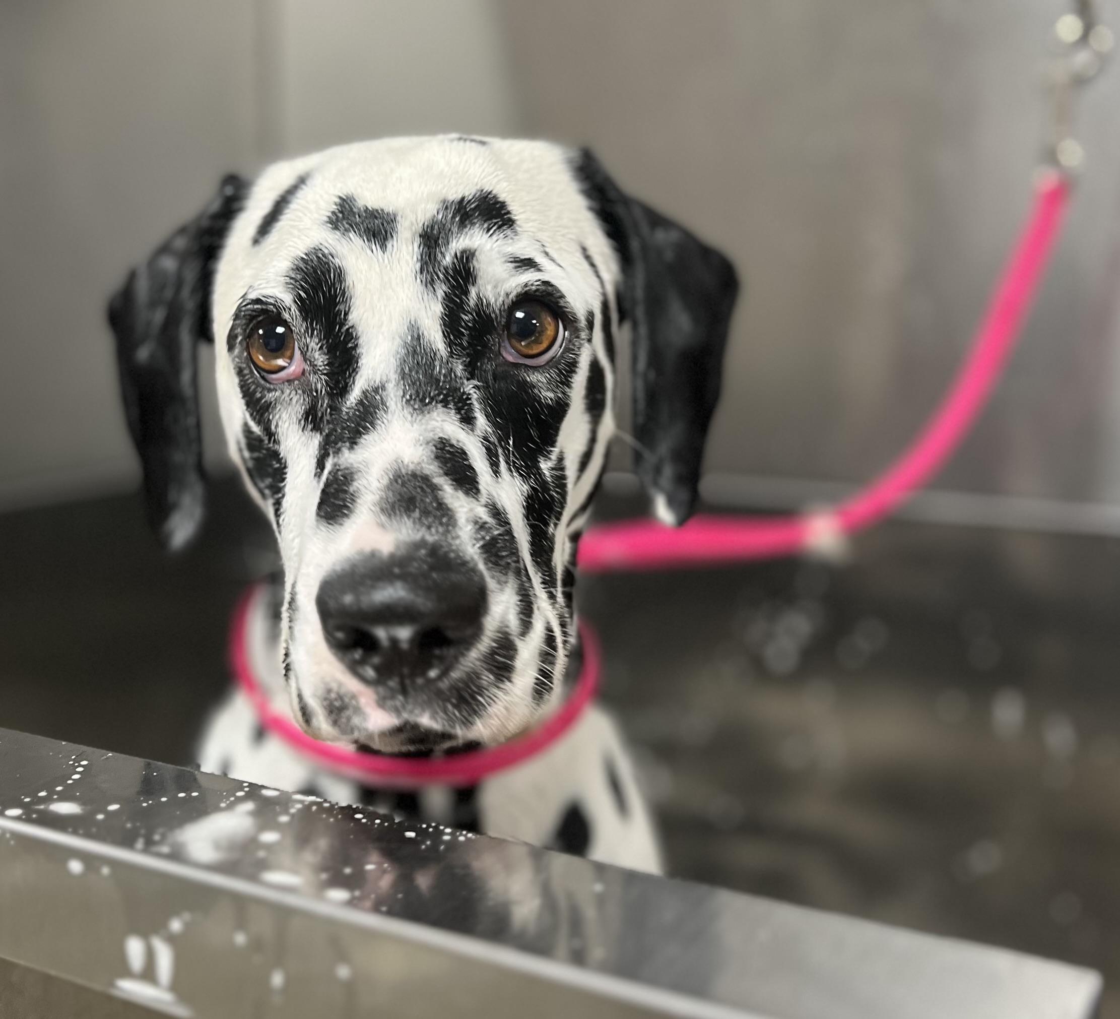 Enlarge Martha, a ADOPTABLE Dalmatian in New Orleans, LA image 1/1