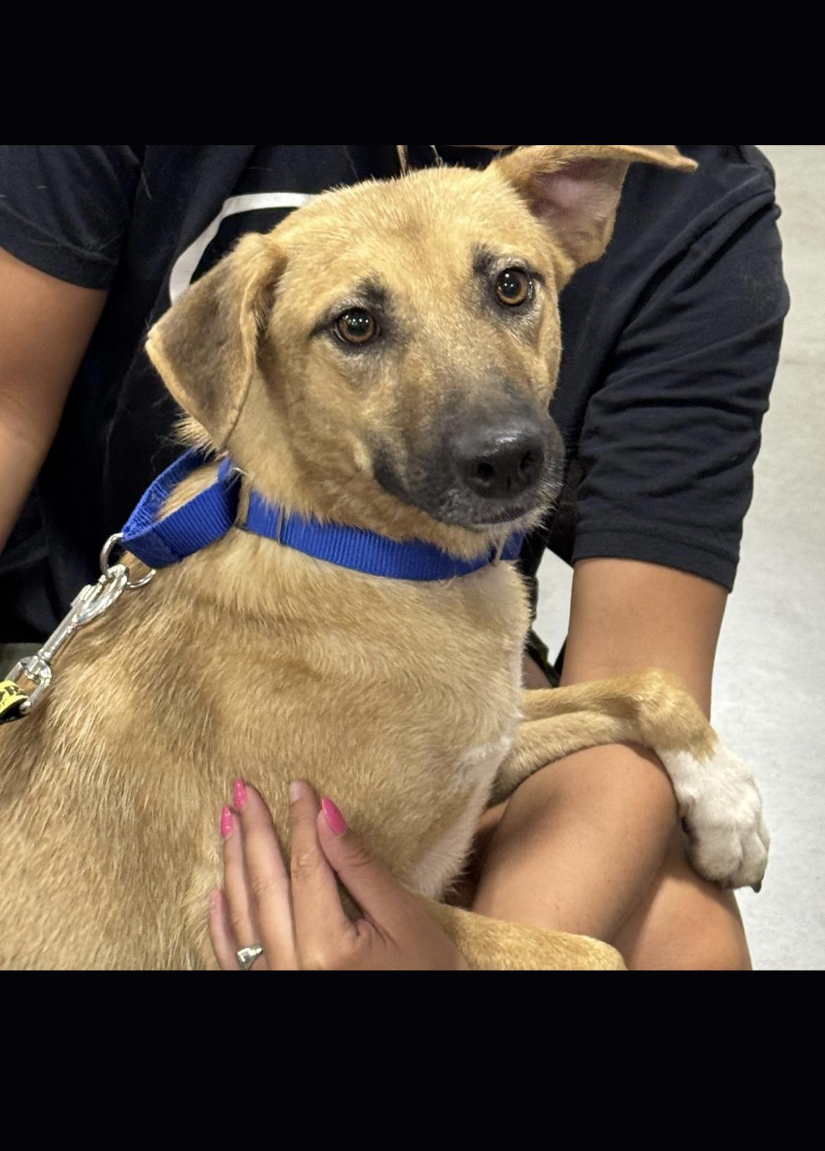 Stevie, a Adoptable mixed breed in Richmond, VA image 3/5
