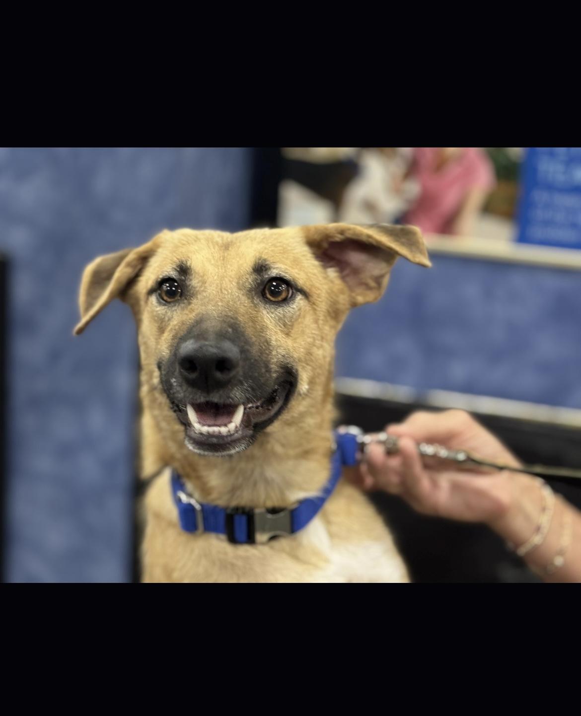 Stevie, a Adoptable mixed breed in Richmond, VA image 1/5