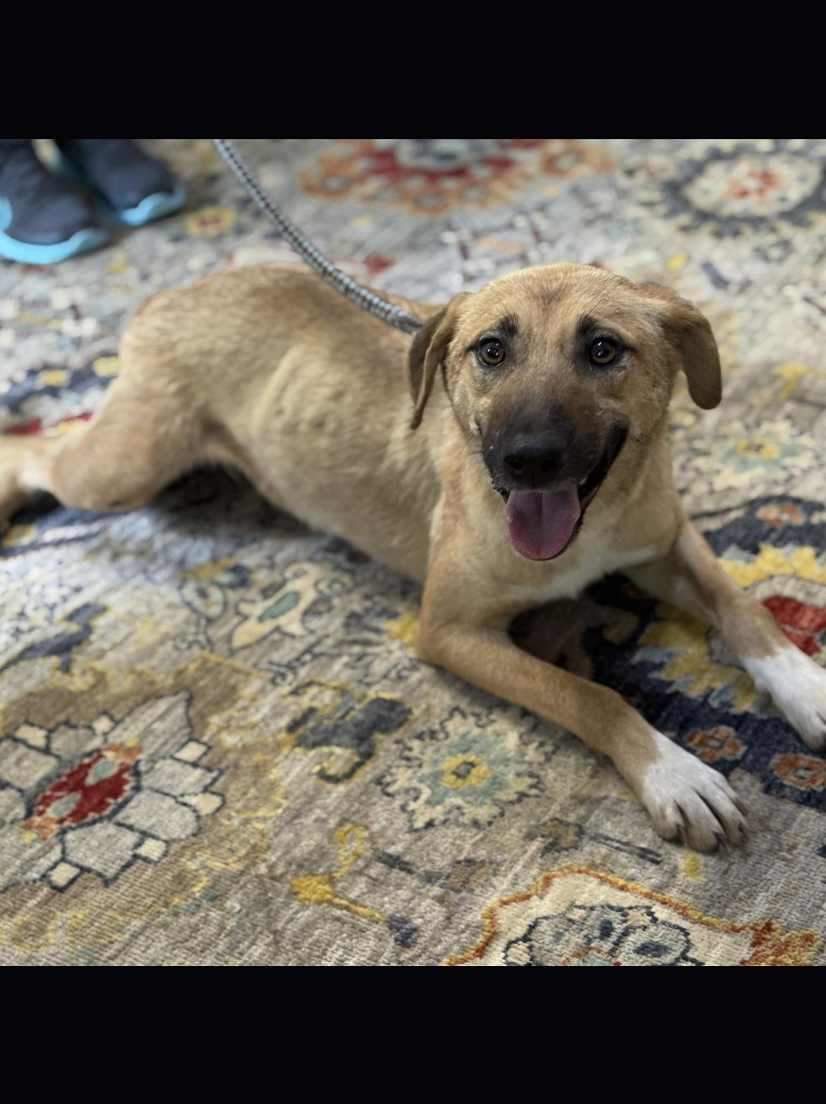 Stevie, a Adoptable mixed breed in Richmond, VA image 2/5