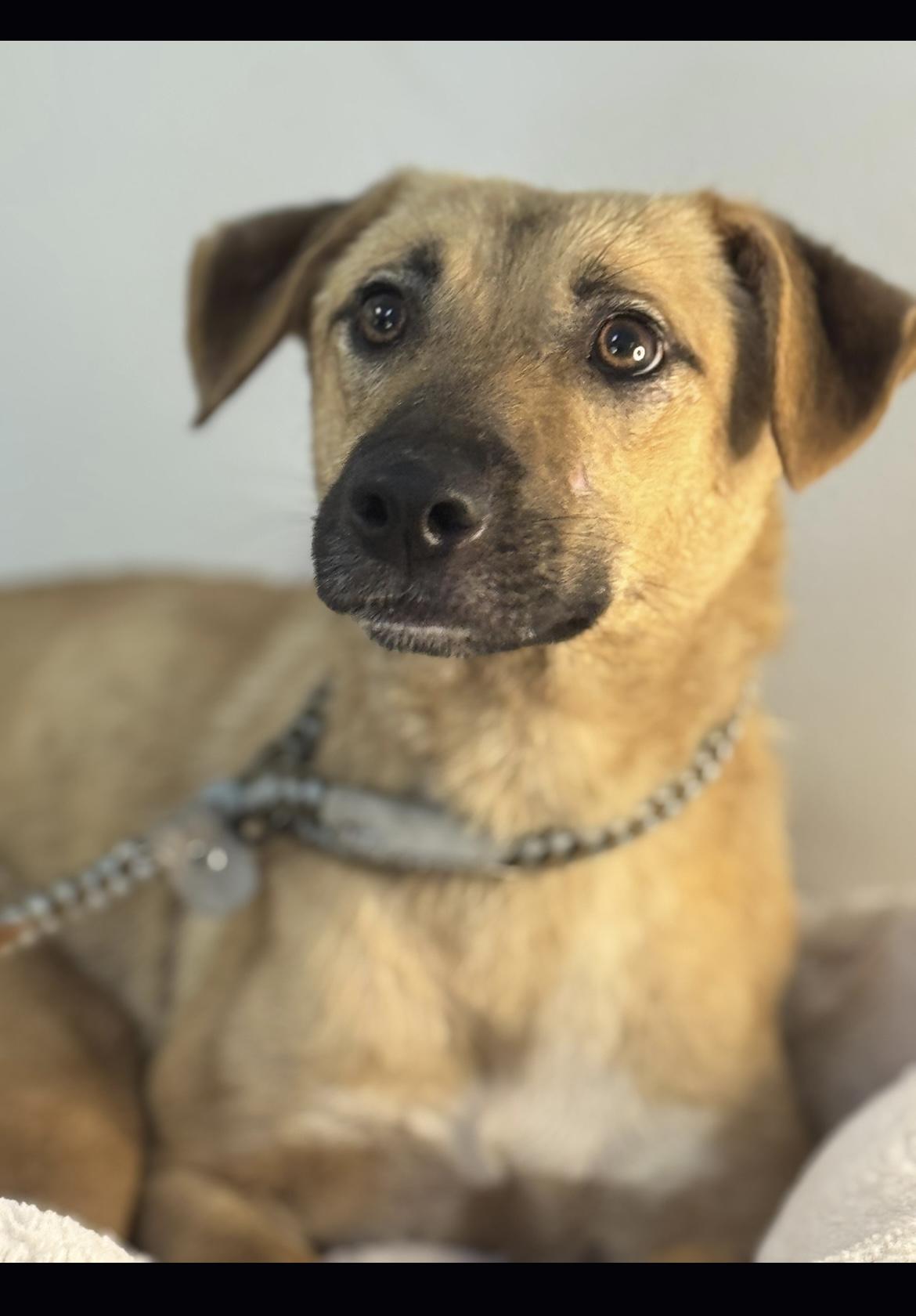 Stevie, a Adoptable mixed breed in Richmond, VA image 5/5