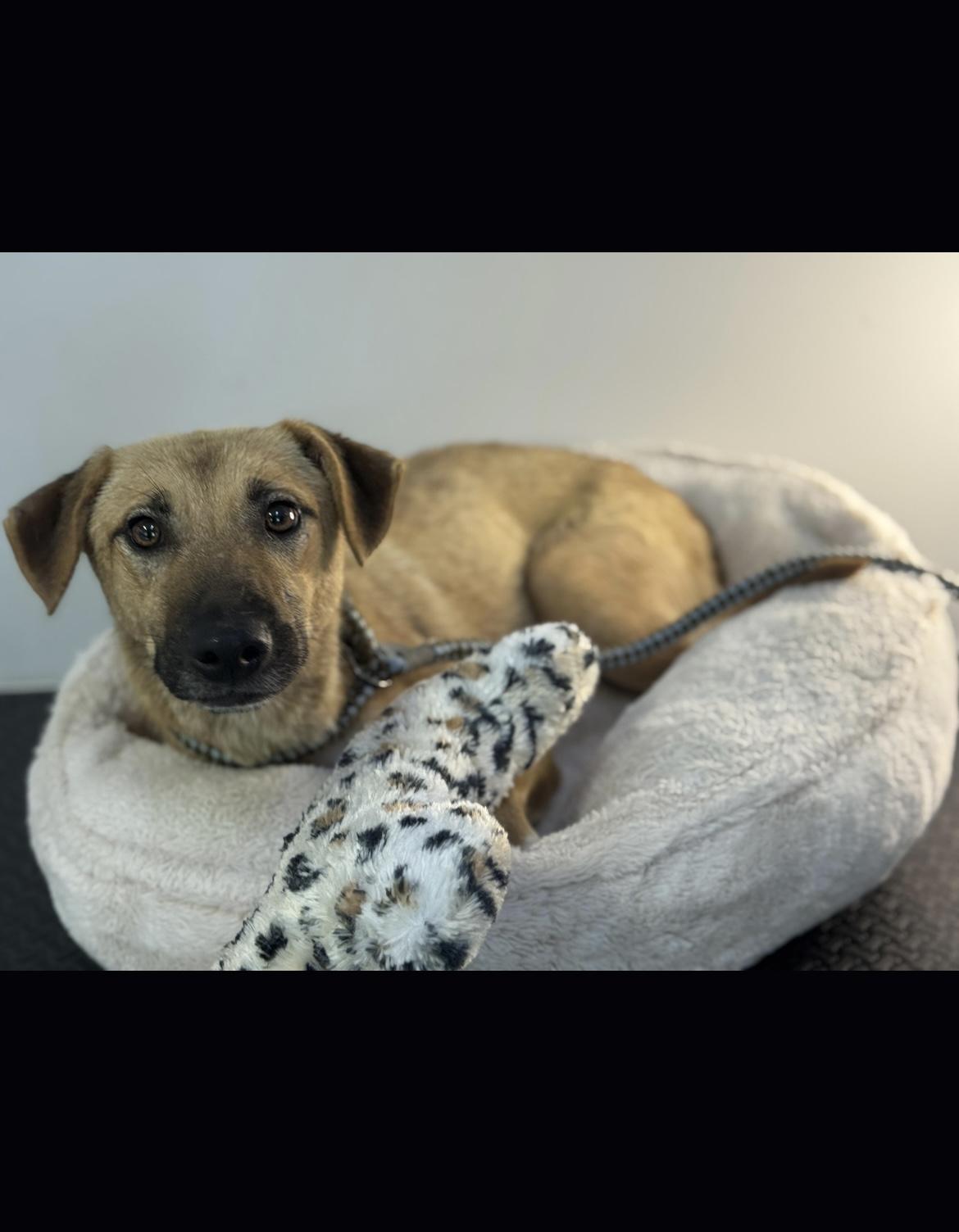 Stevie, a Adoptable mixed breed in Richmond, VA image 4/5
