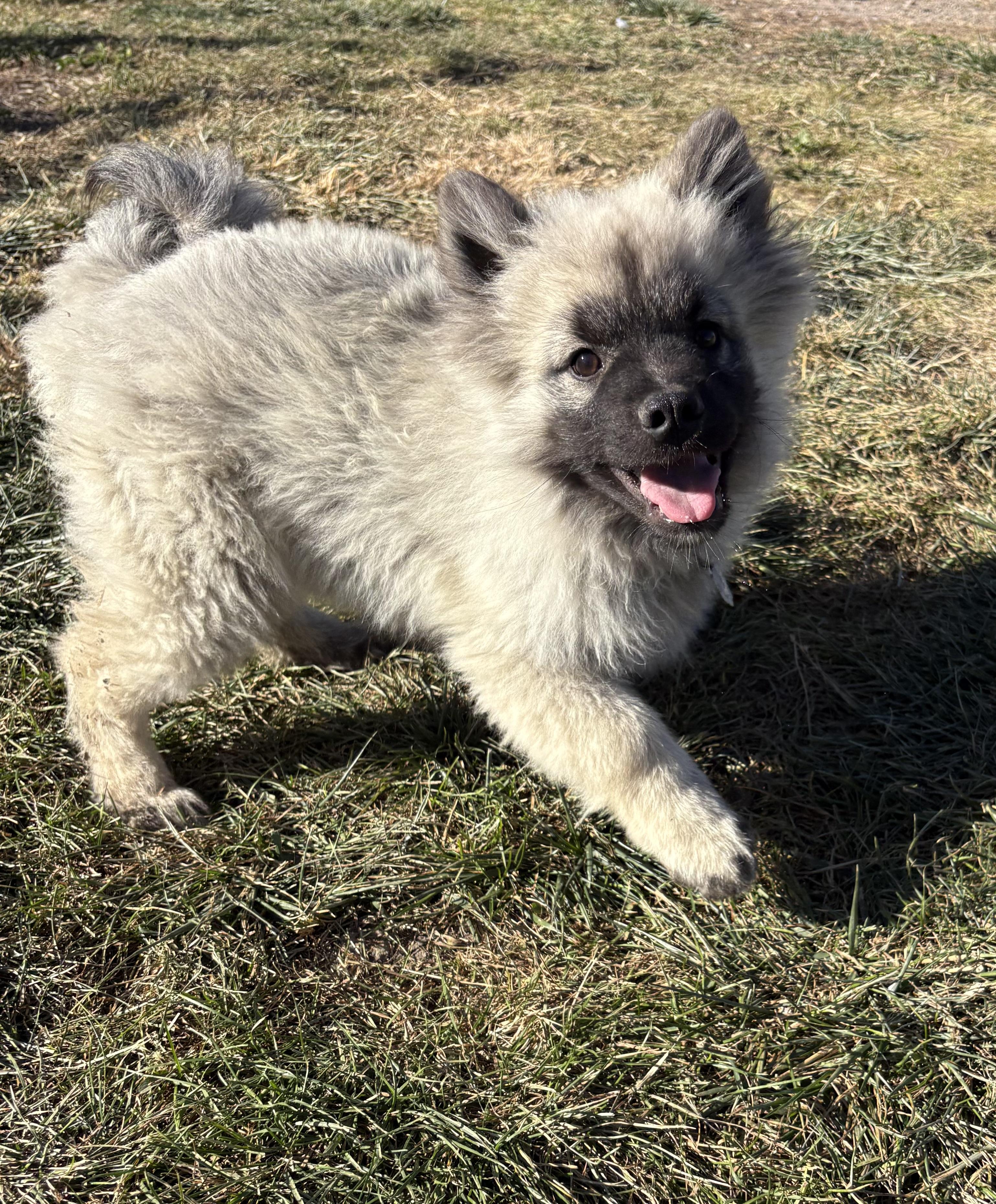 Brutis, an adoptable Keeshond in Grant, NE, 69140 | Photo Image 2