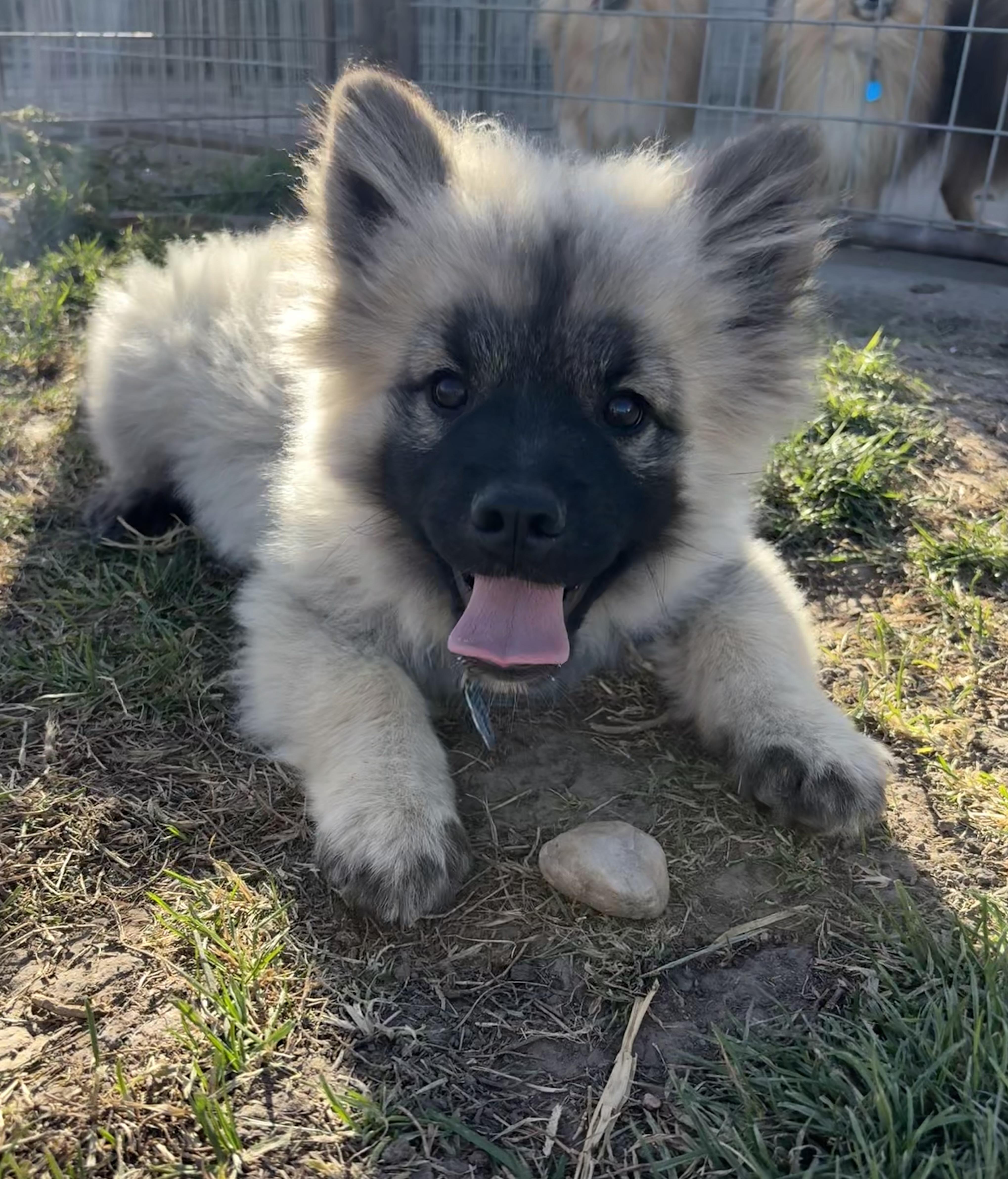 Brutis, an adoptable Keeshond in Grant, NE, 69140 | Photo Image 3