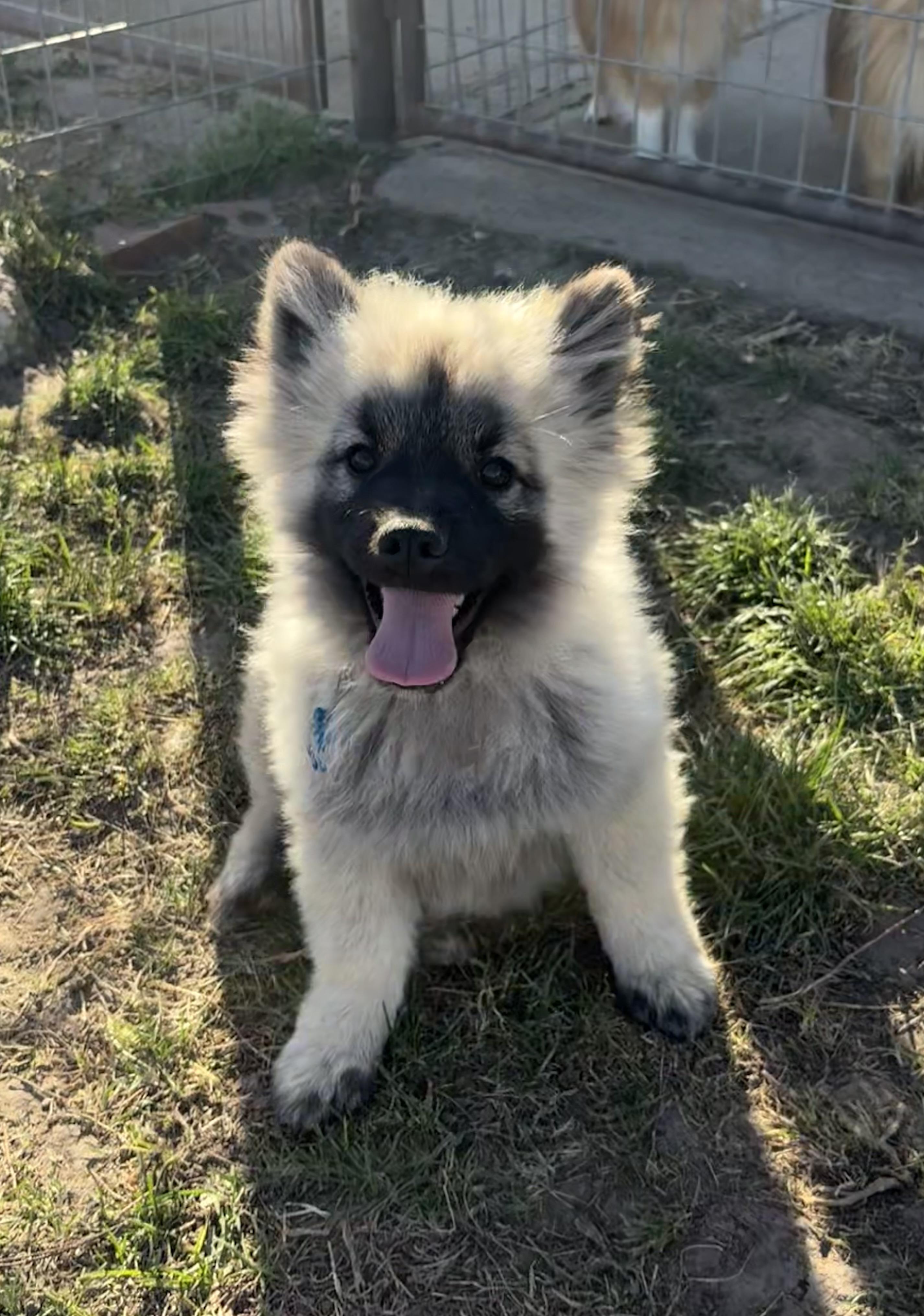 Brutis, an adoptable Keeshond in Grant, NE, 69140 | Photo Image 1