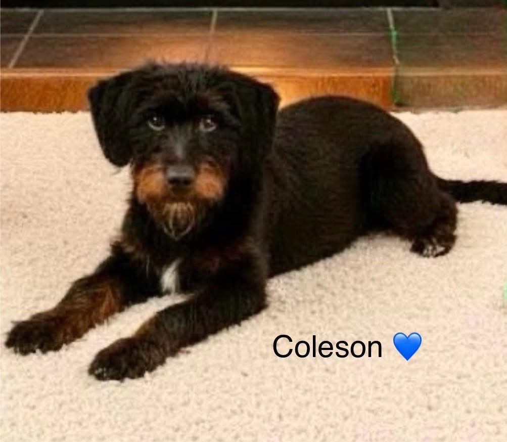 Coleson (Cole), adopted, Young Male Schnauzer & Dachshund.