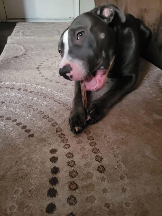 Enlarge Jennifer , a ADOPTABLE mixed breed in Greenwood, IN image 2/6