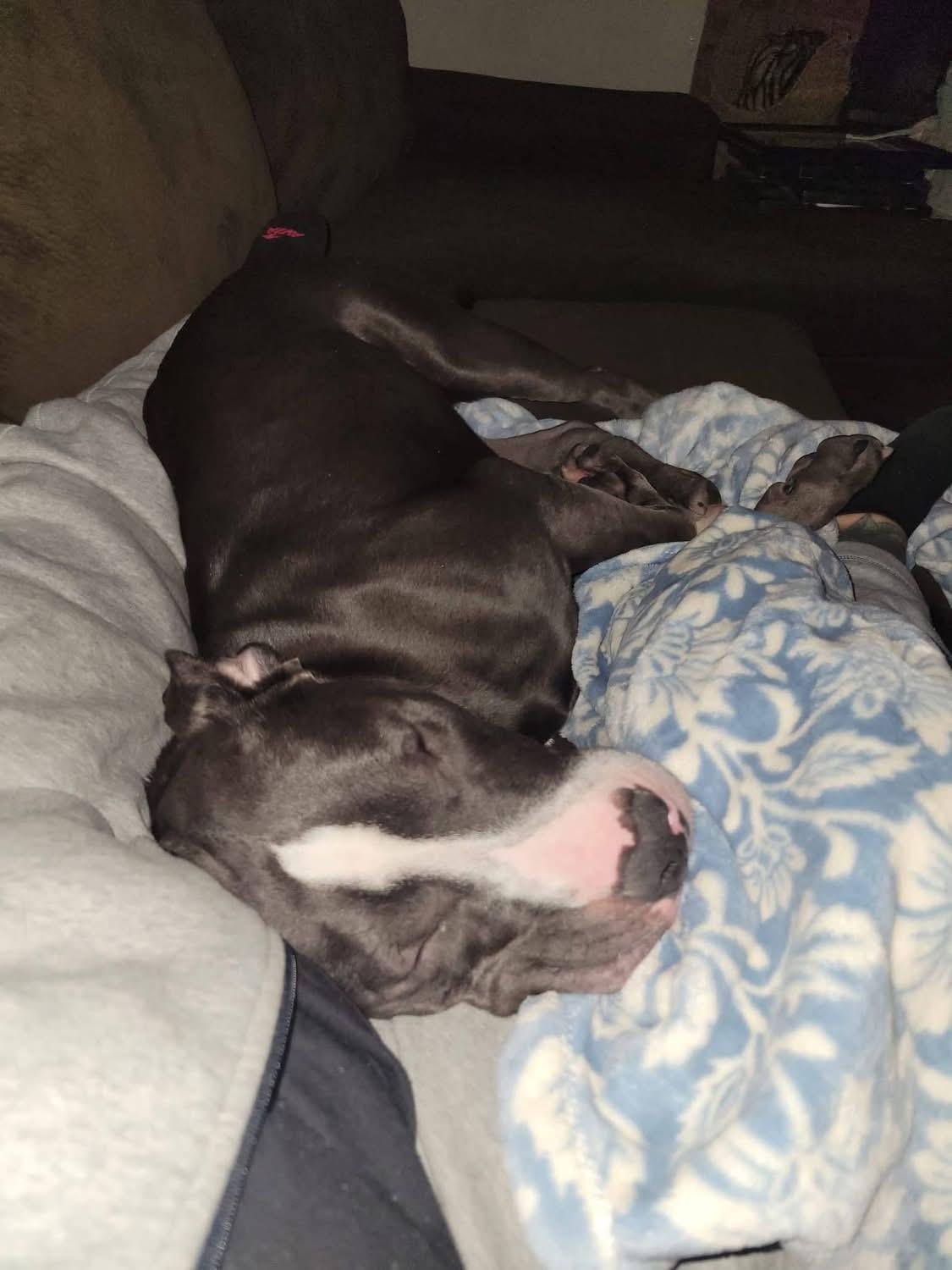 Enlarge Jennifer , a ADOPTABLE mixed breed in Greenwood, IN image 5/6