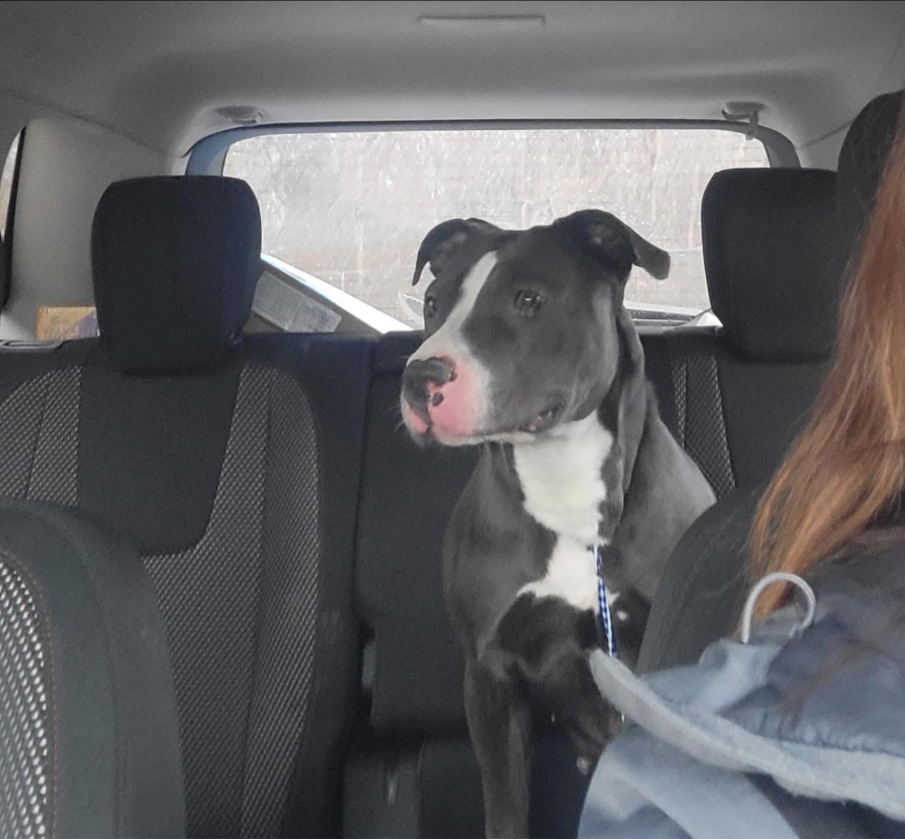 Enlarge Jennifer , a ADOPTABLE mixed breed in Greenwood, IN image 4/6