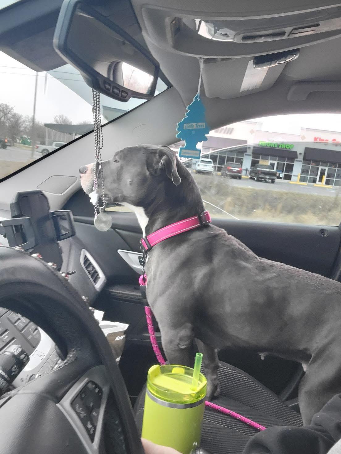 Enlarge Jennifer , a ADOPTABLE mixed breed in Greenwood, IN image 3/6