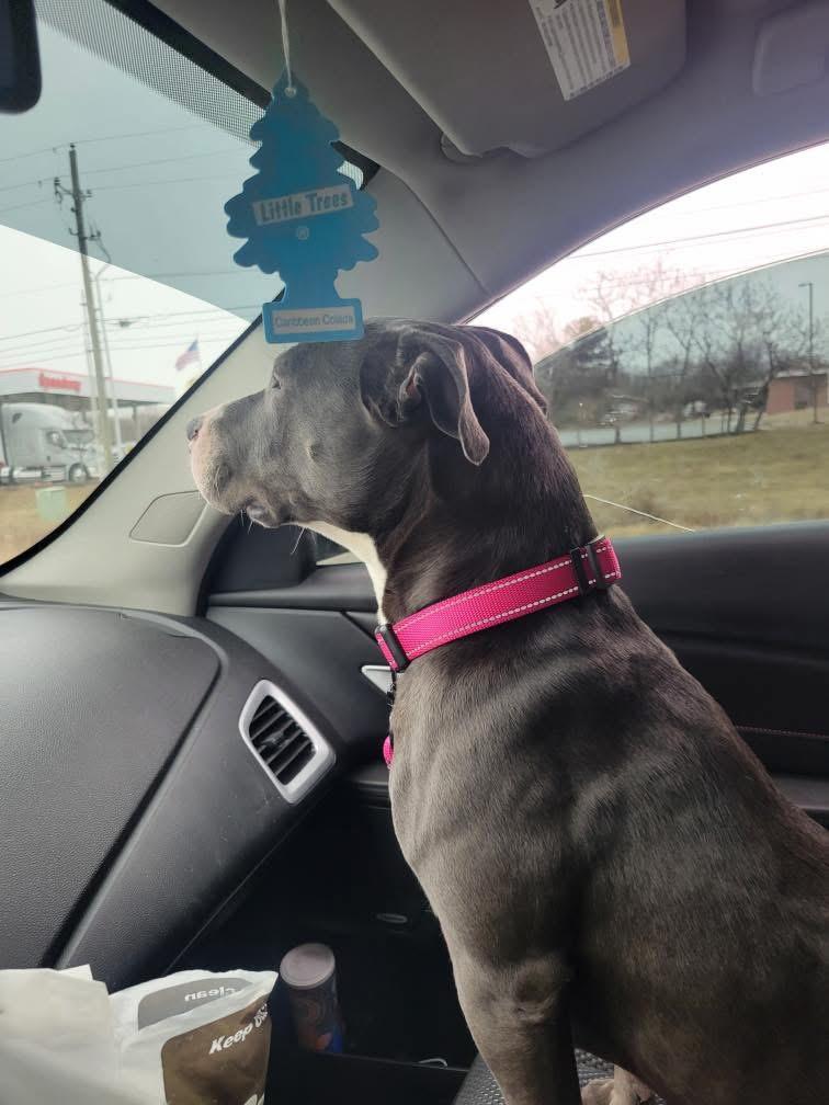 Enlarge Jennifer , a ADOPTABLE mixed breed in Greenwood, IN image 6/6