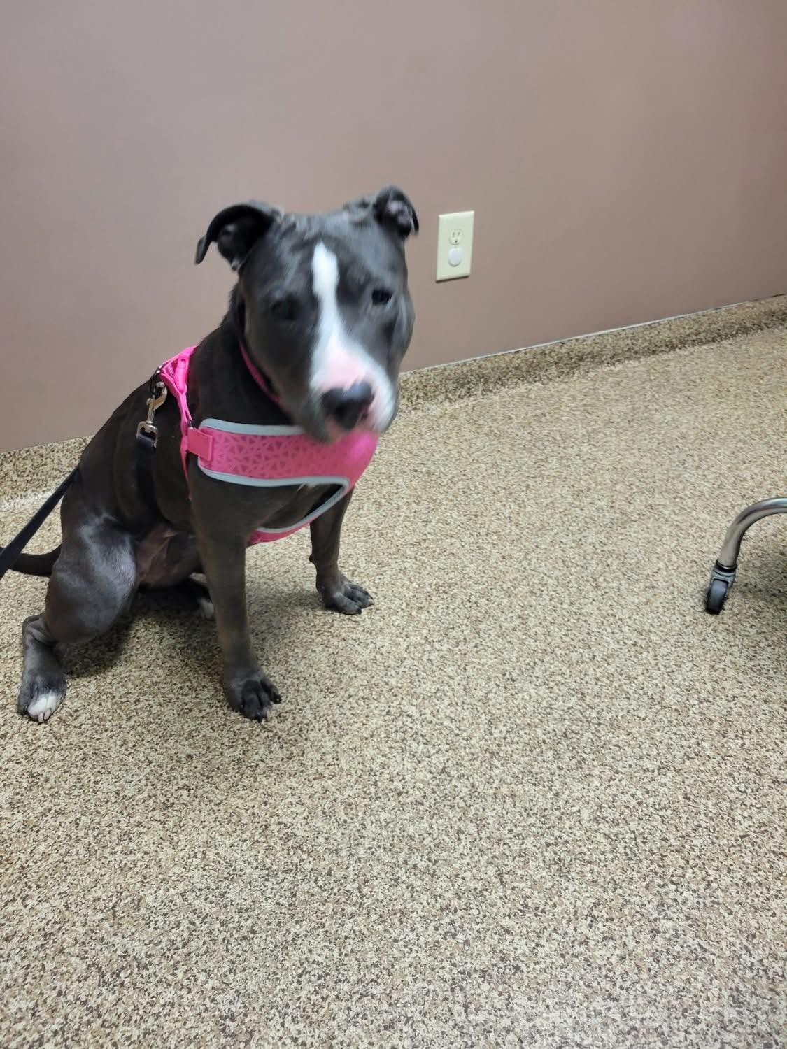 Jennifer , ADOPTABLE, Adult Female Mixed Breed.