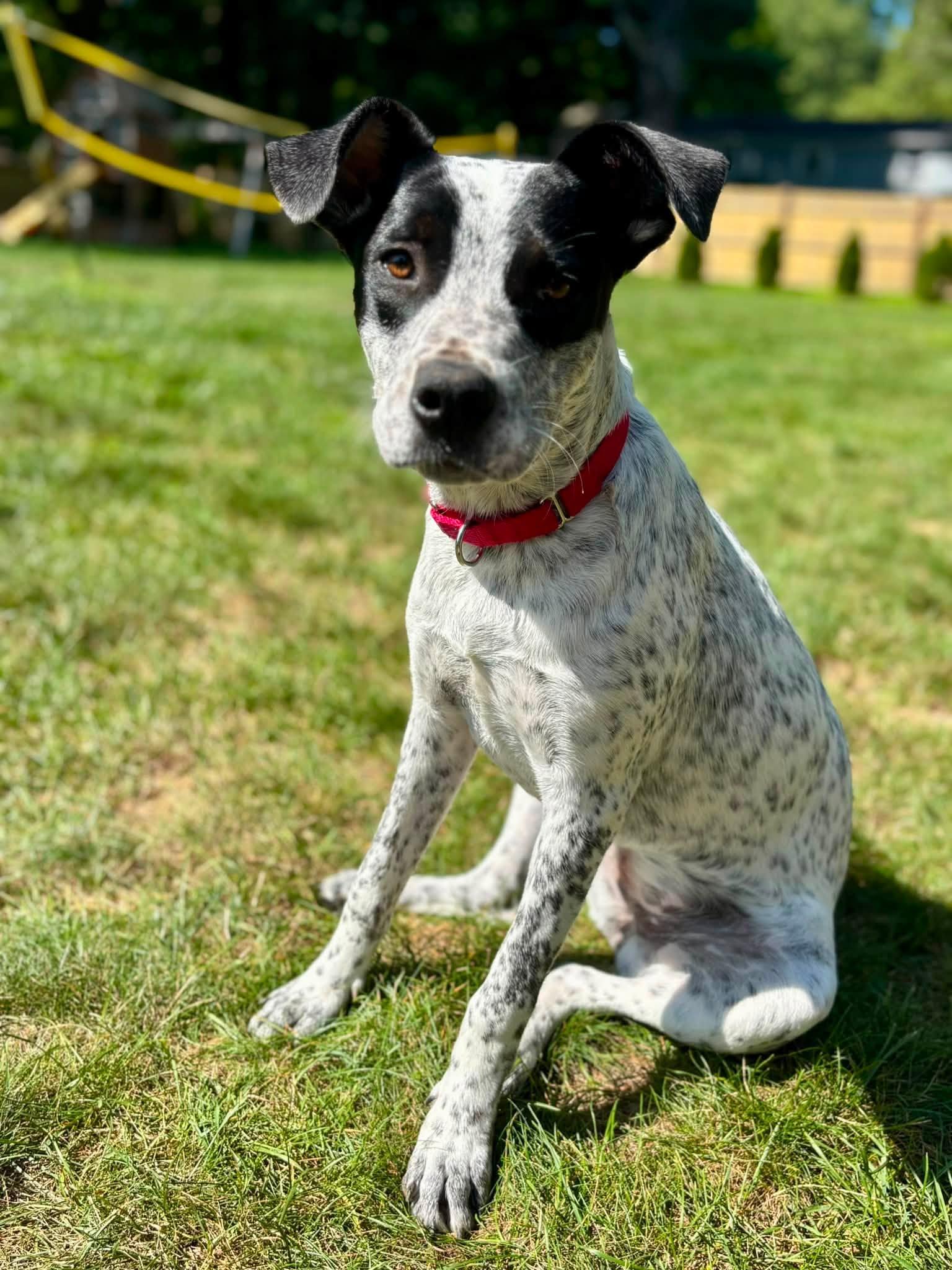 Enlarge Cookie, a Adopted mixed breed in Pembroke, MA image 2/6