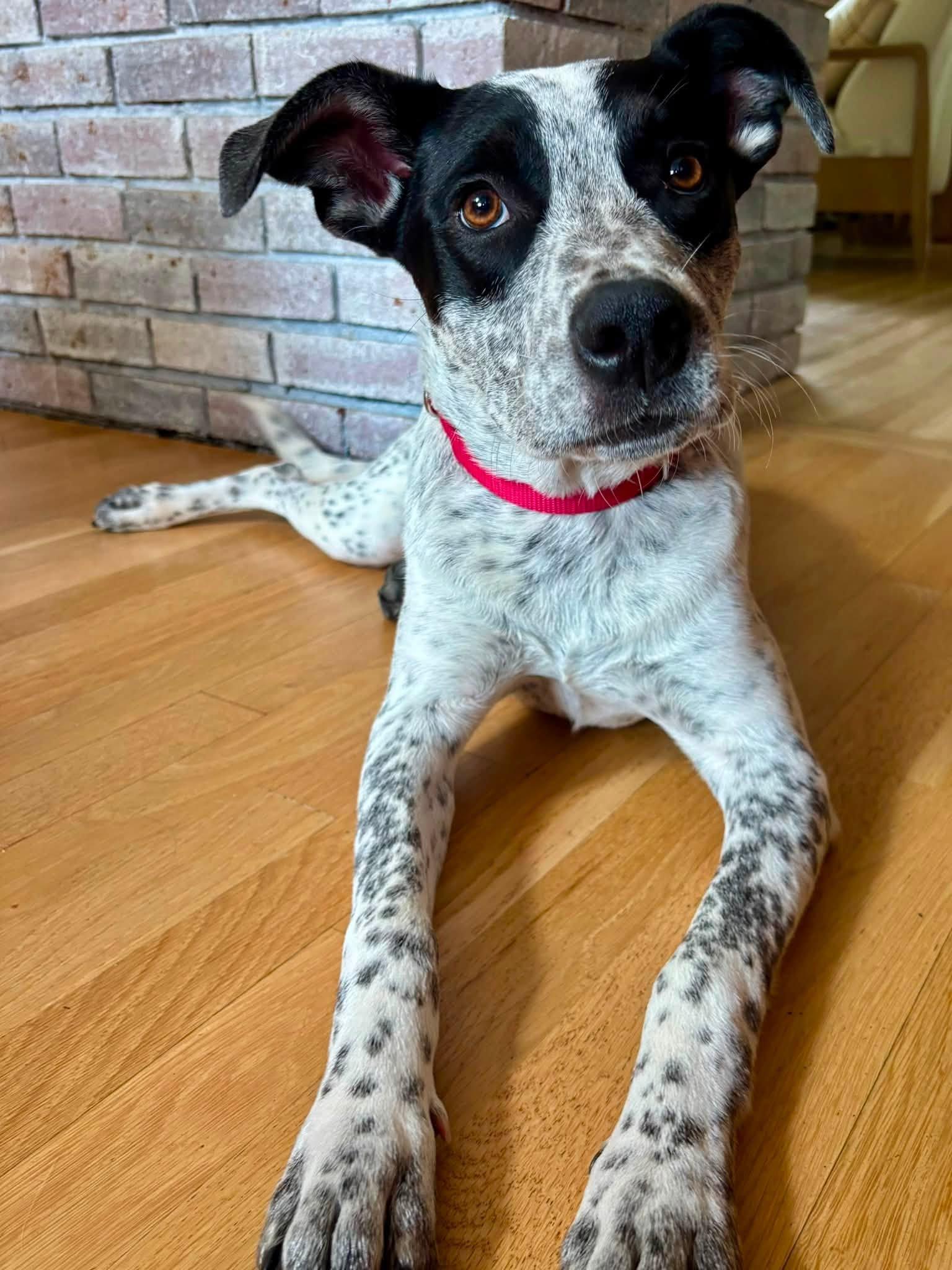 Enlarge Cookie, a Adopted mixed breed in Pembroke, MA image 3/6