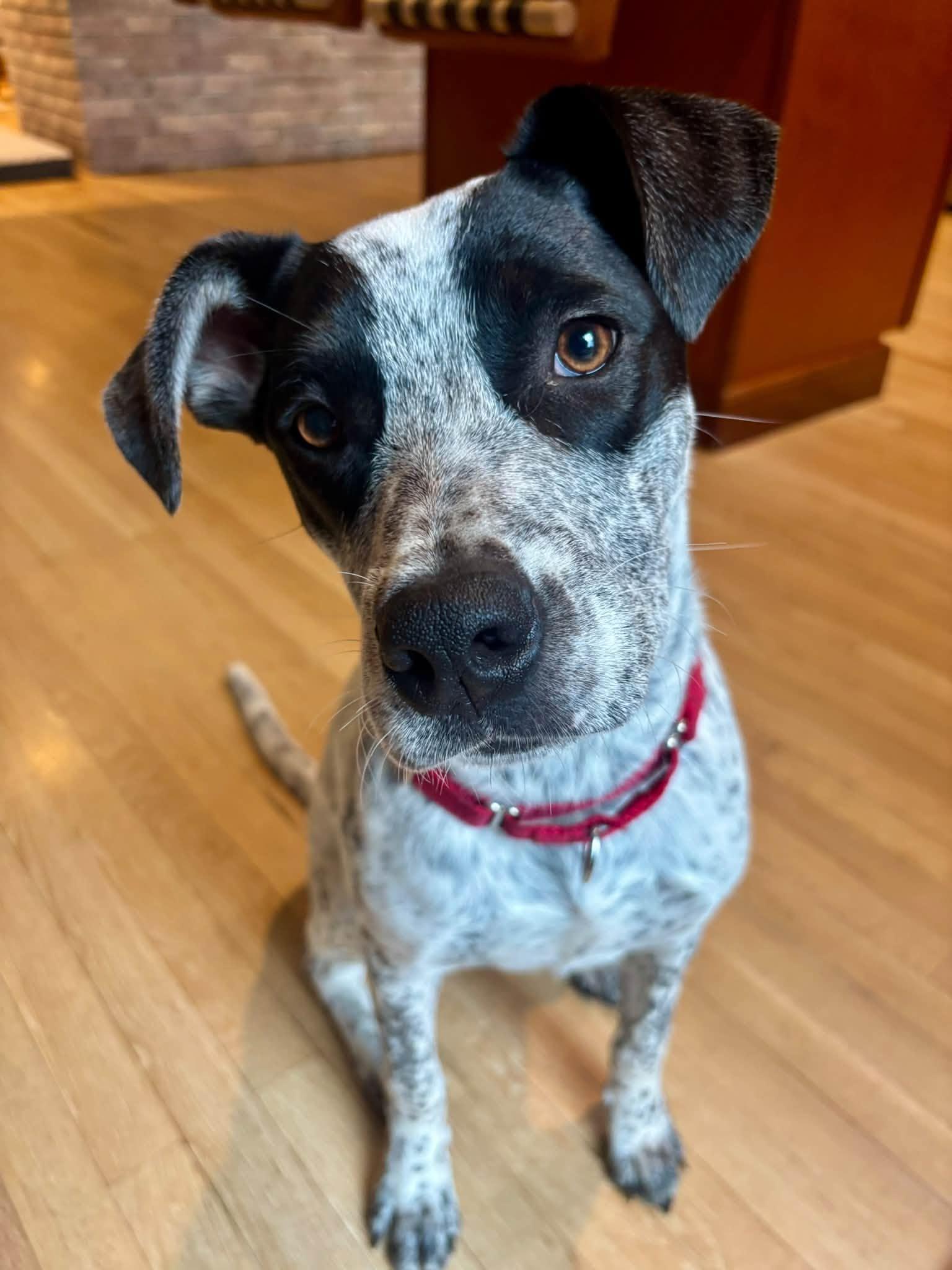 Cookie, Adopted, Puppy Female Australian Cattle Dog / Blue Heeler.
