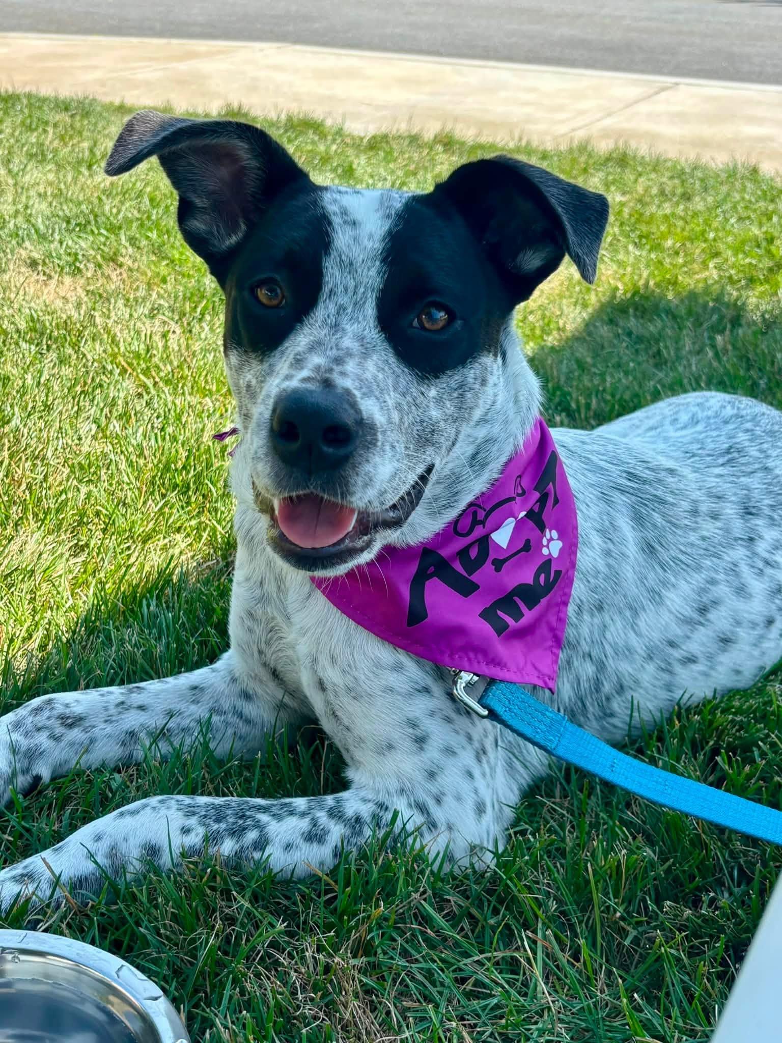 Enlarge Cookie, a Adopted mixed breed in Pembroke, MA image 4/6