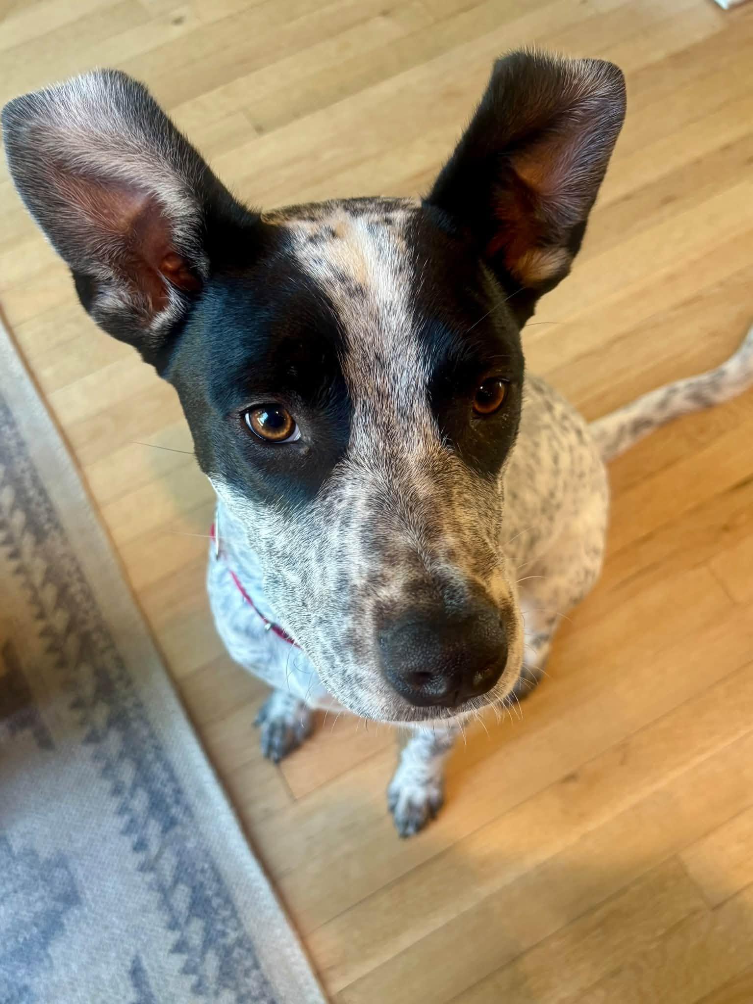 Enlarge Cookie, a Adopted mixed breed in Pembroke, MA image 5/6