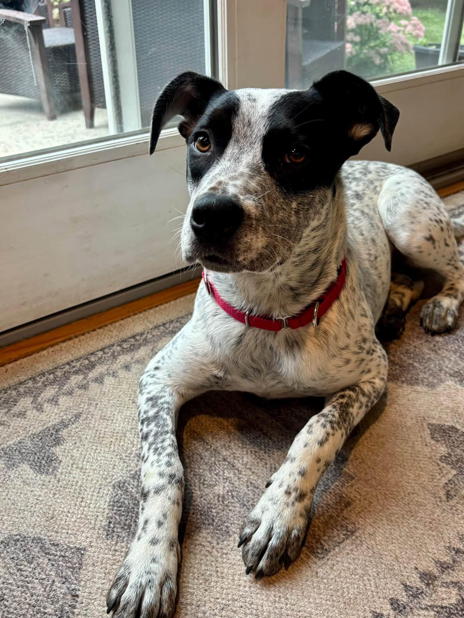 Enlarge Cookie, a Adopted mixed breed in Pembroke, MA image 6/6