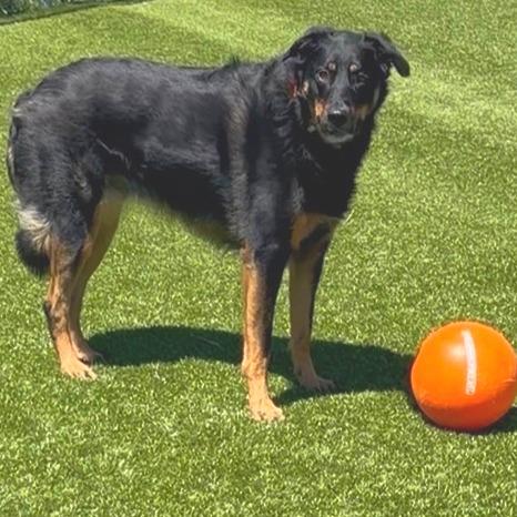 Oakley, Adoptable, Adult Female Airedale Terrier & Border Collie.
