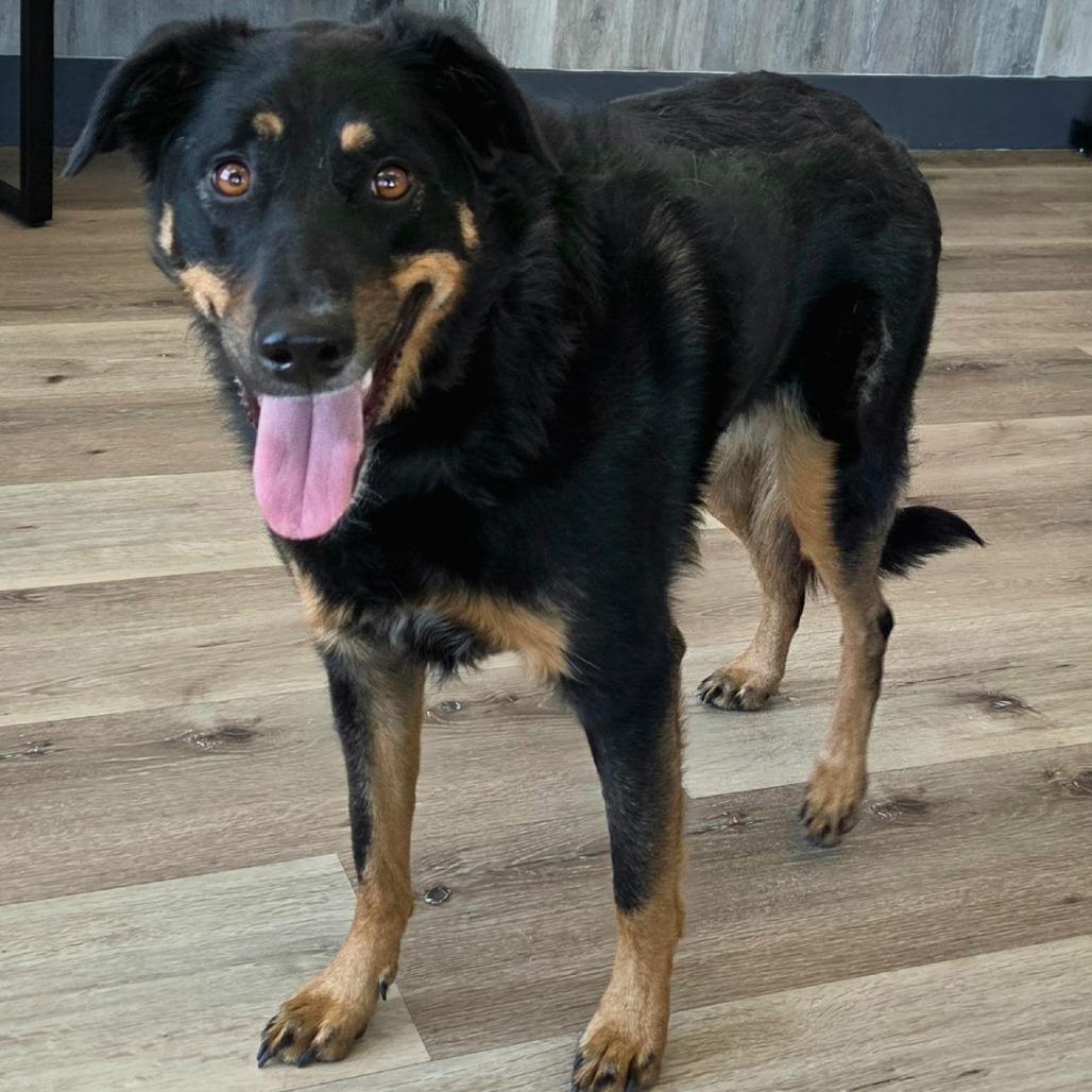 Enlarge Oakley, a Adoptable mixed breed in Idaho Falls, ID image 2/6
