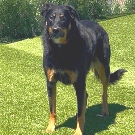 Enlarge Oakley, a Adoptable mixed breed in Idaho Falls, ID image 3/6