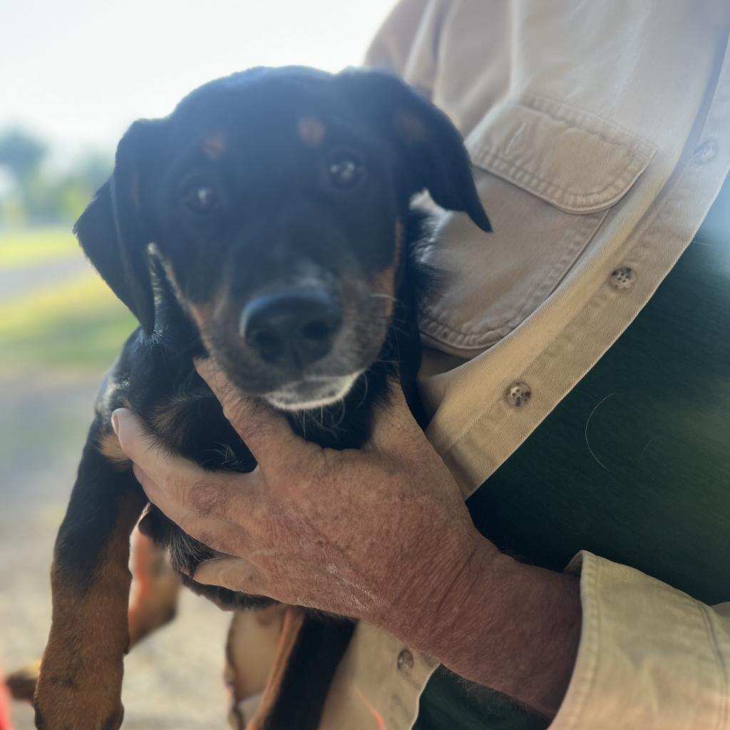 Enlarge Oakley, a Adoptable mixed breed in Idaho Falls, ID image 4/6