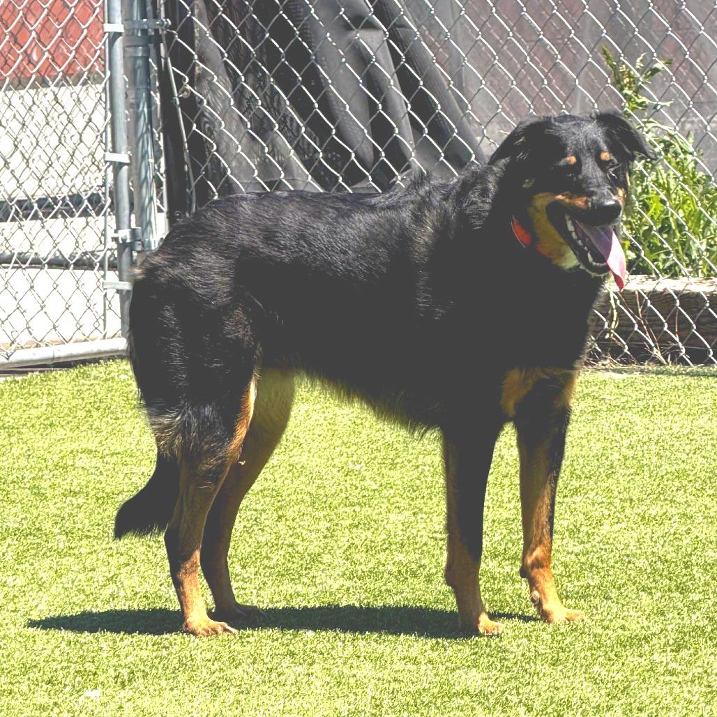 Enlarge Oakley, a Adoptable mixed breed in Idaho Falls, ID image 5/6