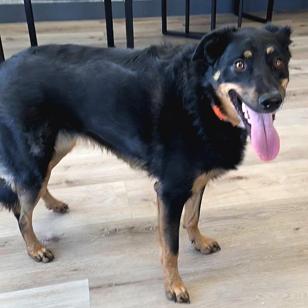 Enlarge Oakley, a Adoptable mixed breed in Idaho Falls, ID image 6/6