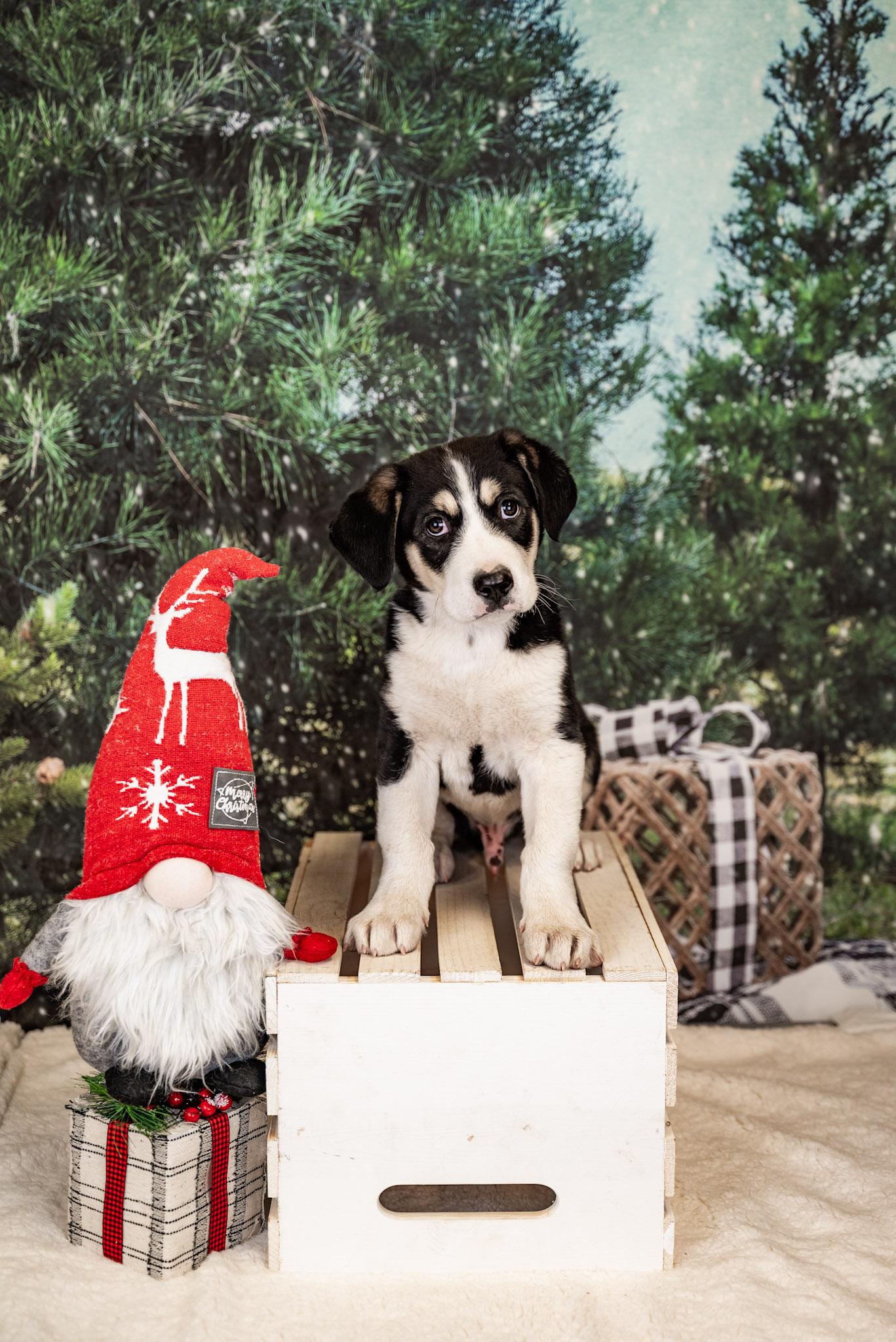 #1033-25, ADOPTABLE, Puppy Male Husky.