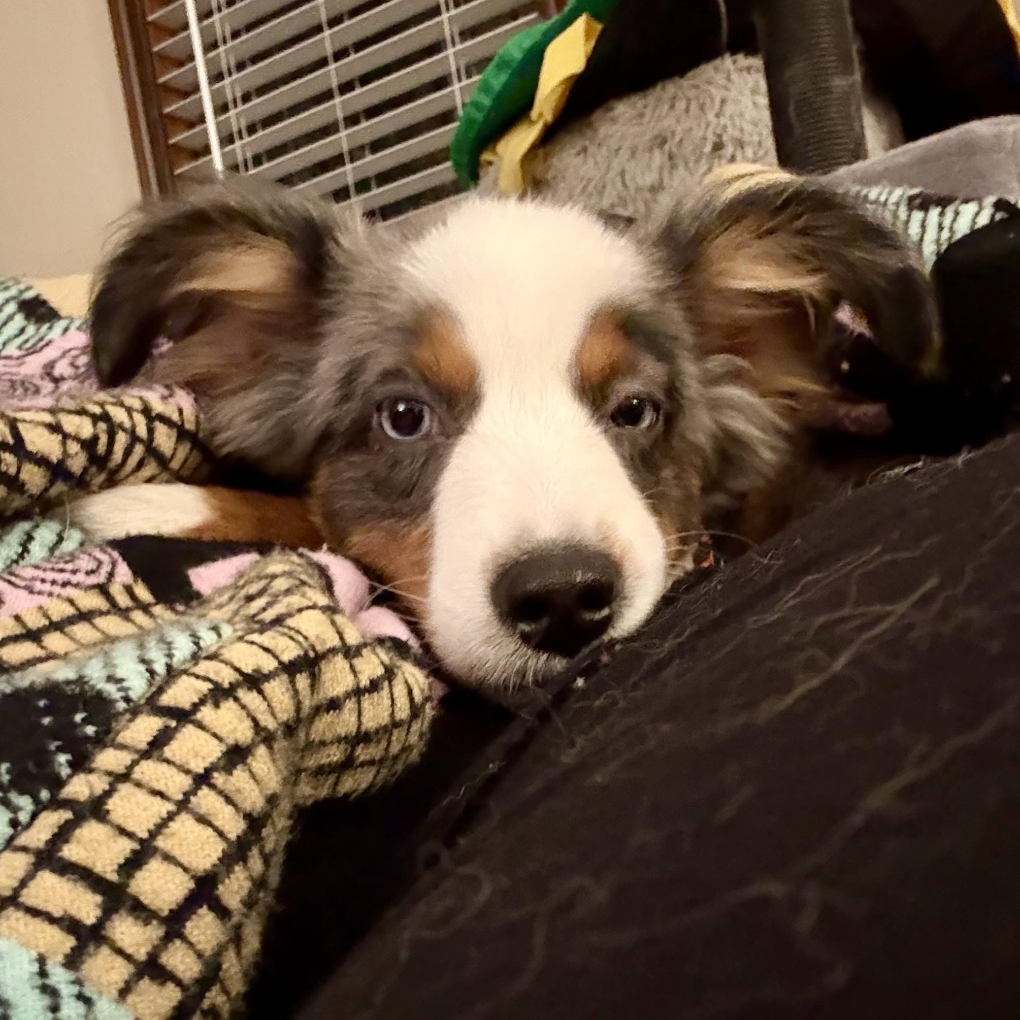 Enlarge Eeyore, an adoption pending Australian Shepherd in Olathe, KS image 5/6