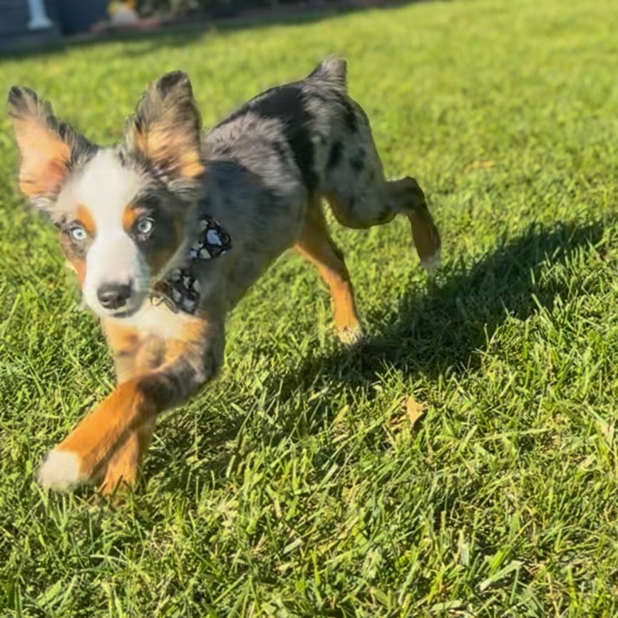 Enlarge Eeyore, an adoption pending Australian Shepherd in Olathe, KS image 2/6