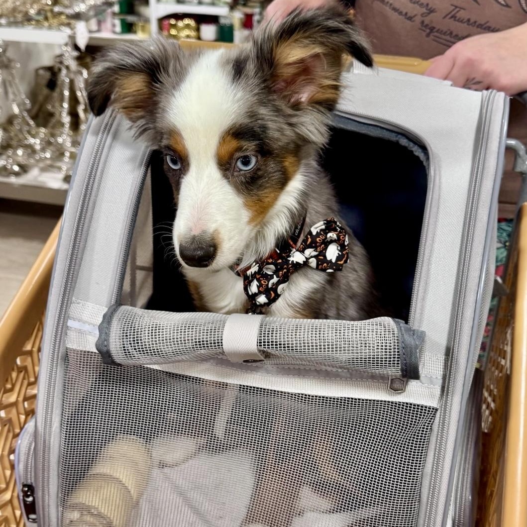 Enlarge Eeyore, an adoption pending Australian Shepherd in Olathe, KS image 4/6