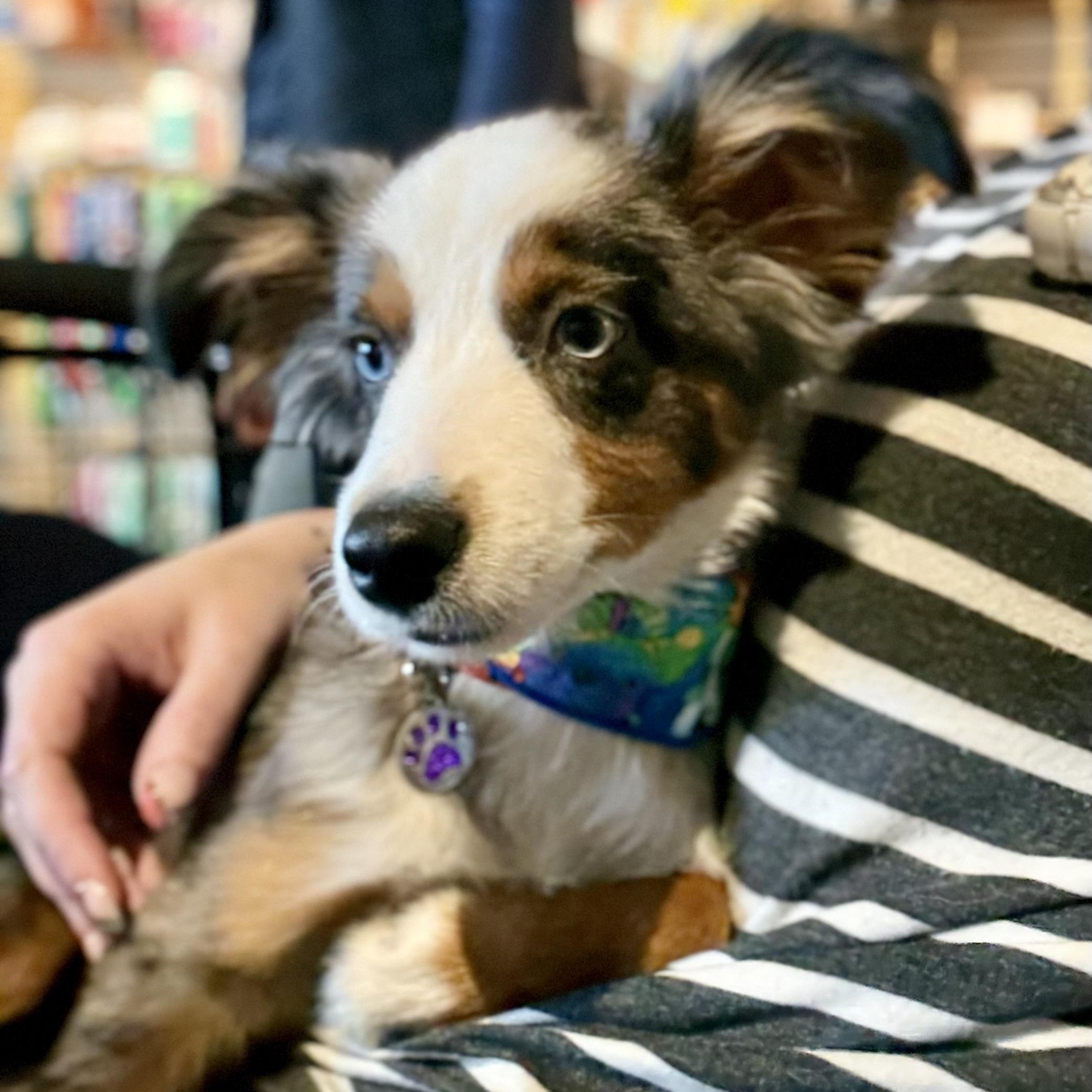Eeyore, adoptable, Puppy Male Australian Shepherd.