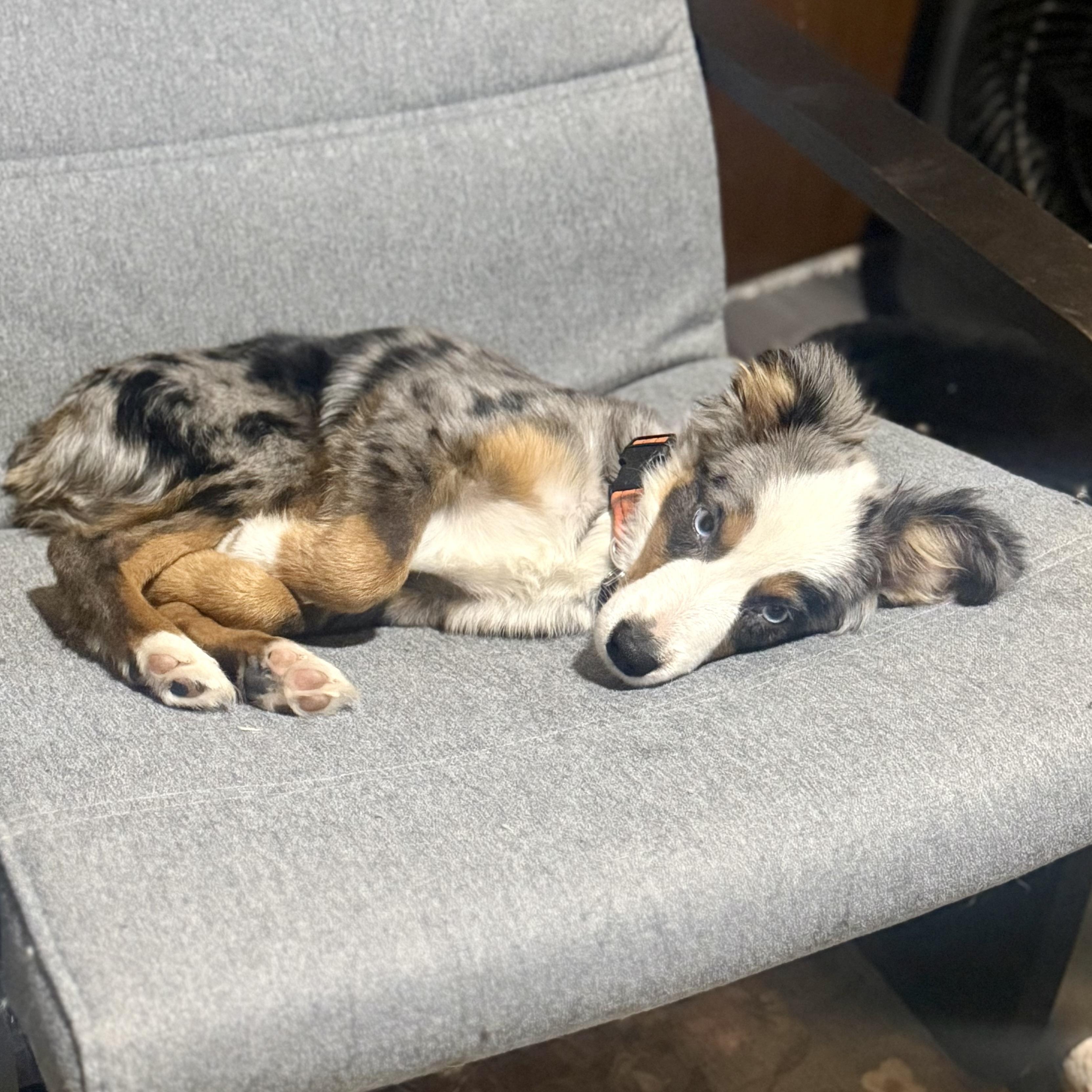 Enlarge Eeyore, an adoption pending Australian Shepherd in Olathe, KS image 6/6