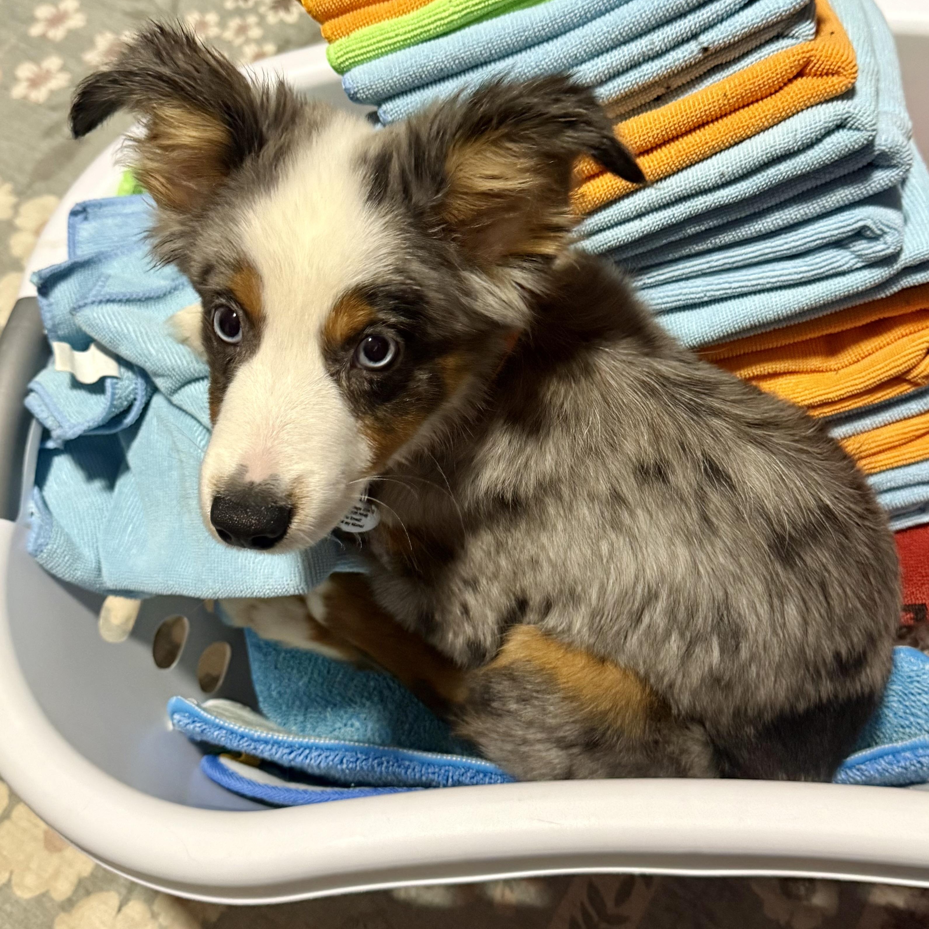 Enlarge Eeyore, an adoption pending Australian Shepherd in Olathe, KS image 3/6