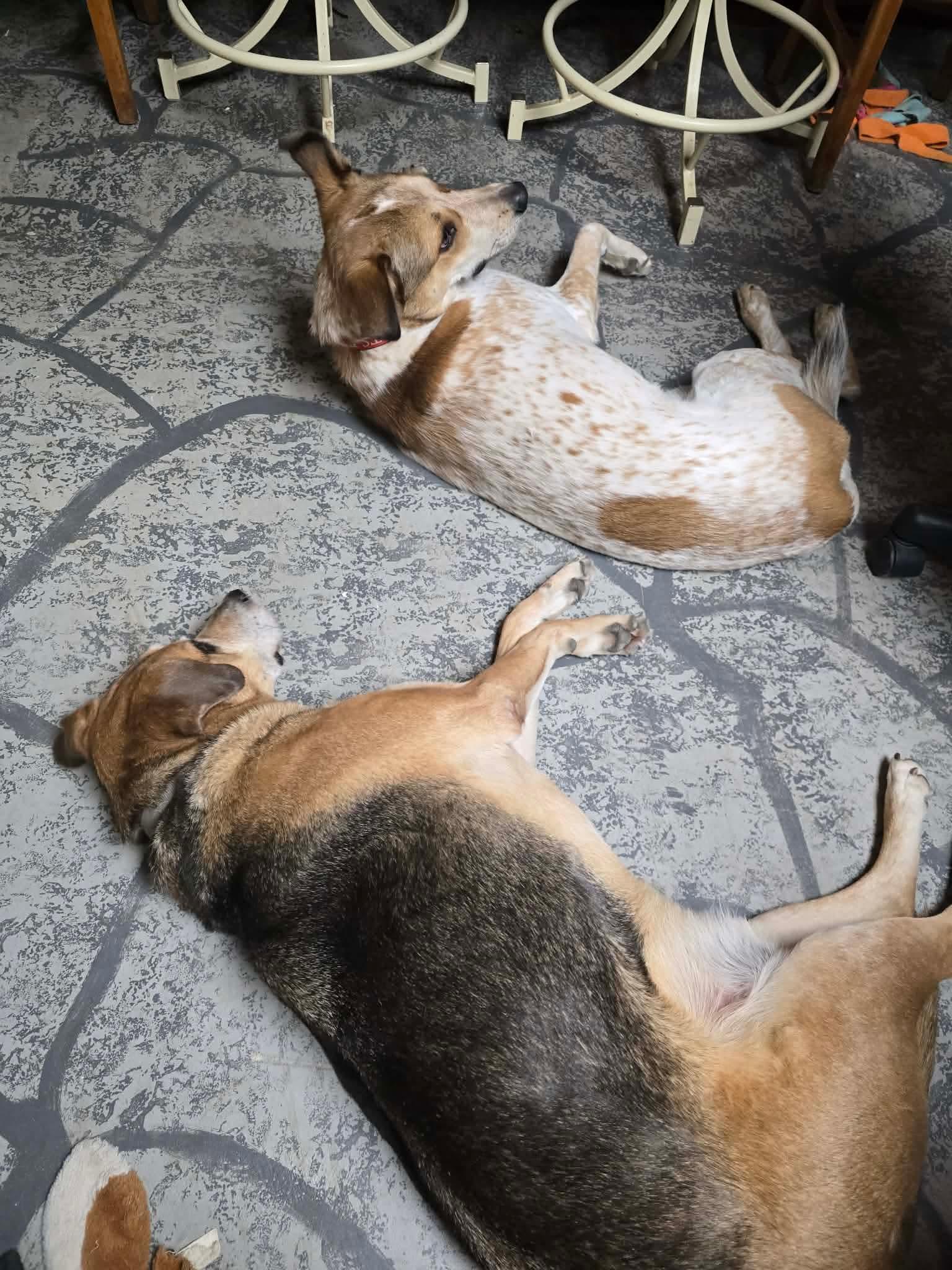 Enlarge Bubba, a Adoptable German Shepherd Dog in Merriam, KS image 1/3