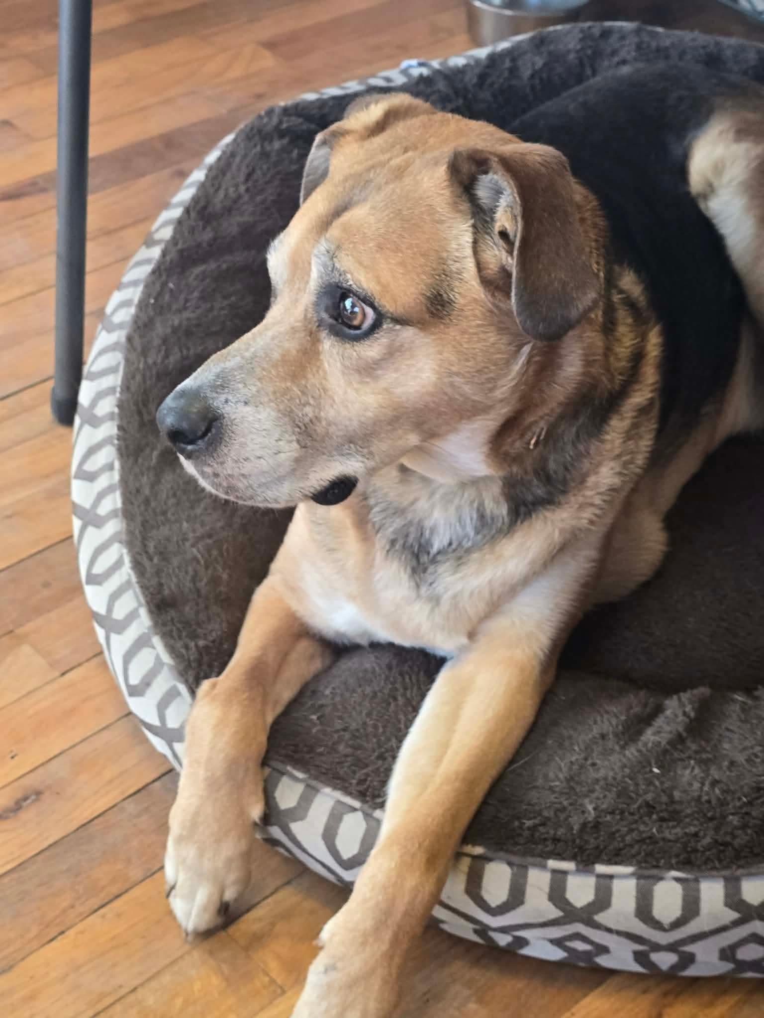 Enlarge Bubba, a Adoptable German Shepherd Dog in Merriam, KS image 2/3