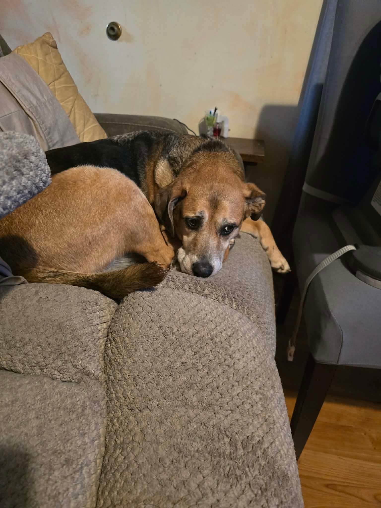 Enlarge Bubba, a Adoptable German Shepherd Dog in Merriam, KS image 3/3