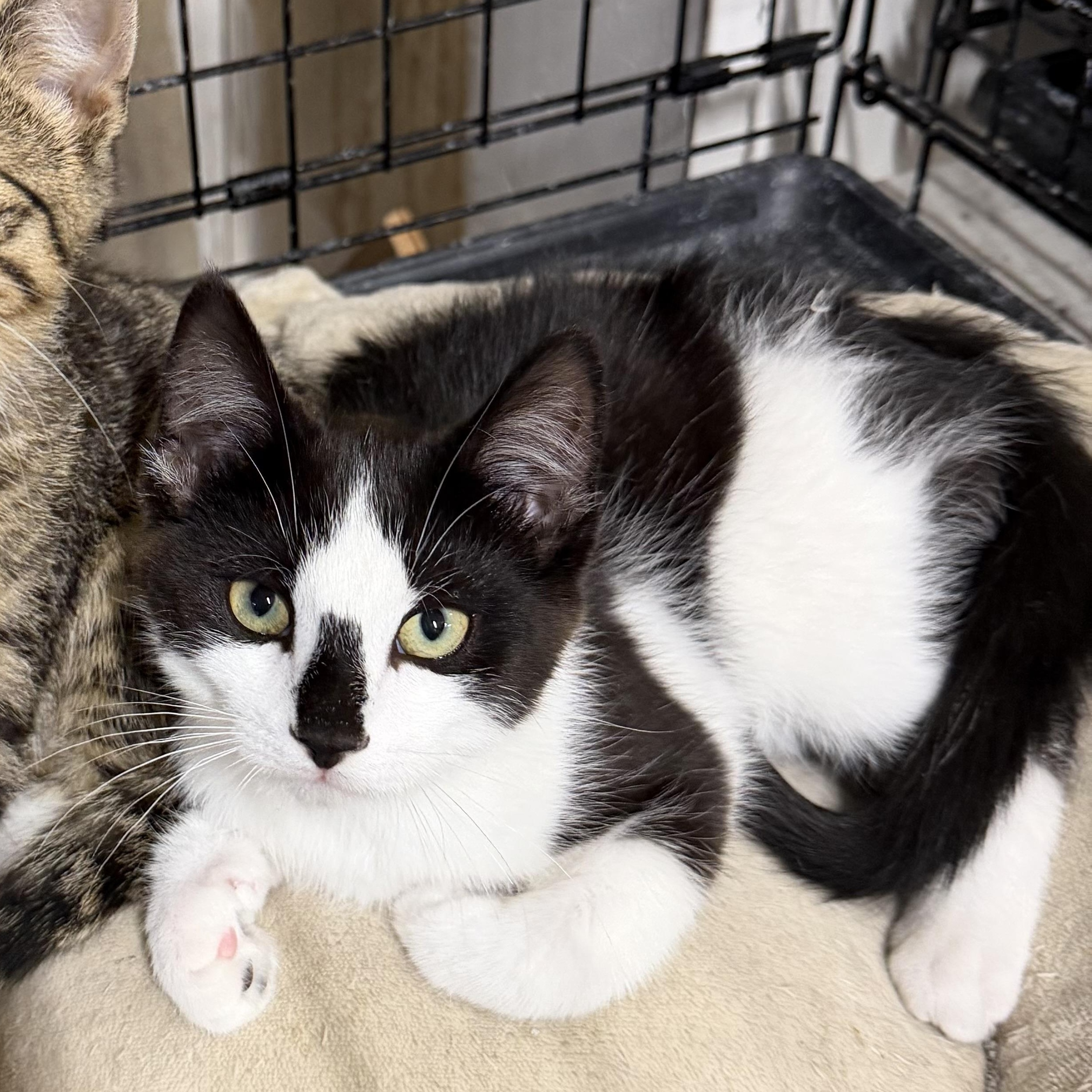 Enlarge York, a ADOPTABLE Domestic Short Hair in Williamsville, NY image 1/1