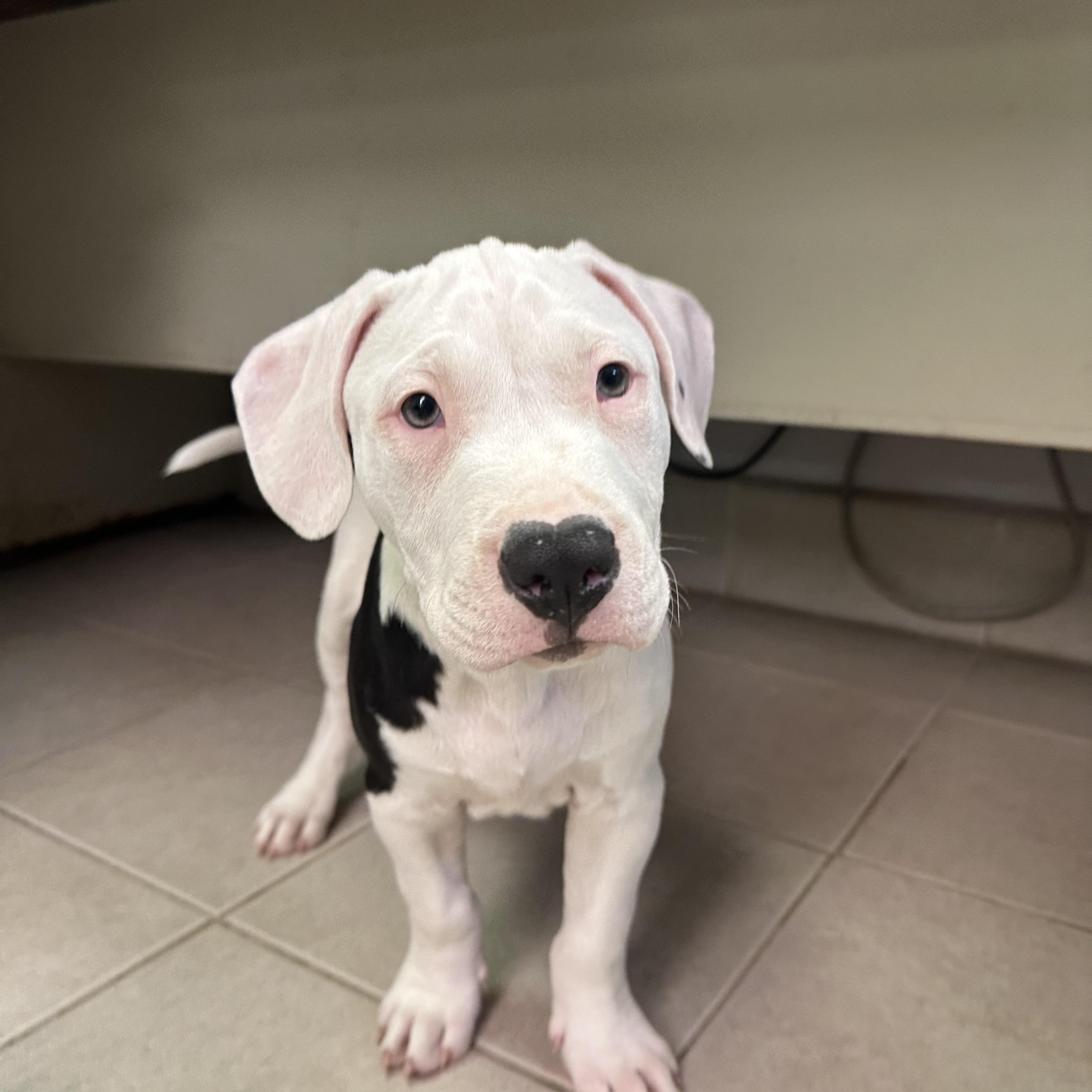 Enlarge Linus, a Adopted mixed breed in Bedminster, NJ image 2/6