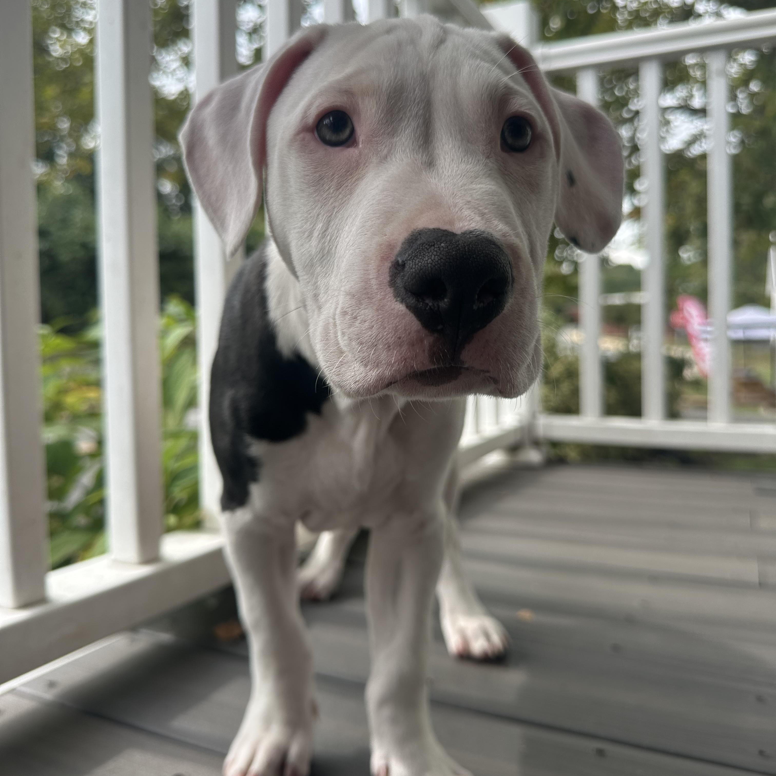 Enlarge Linus, a Adopted mixed breed in Bedminster, NJ image 3/6